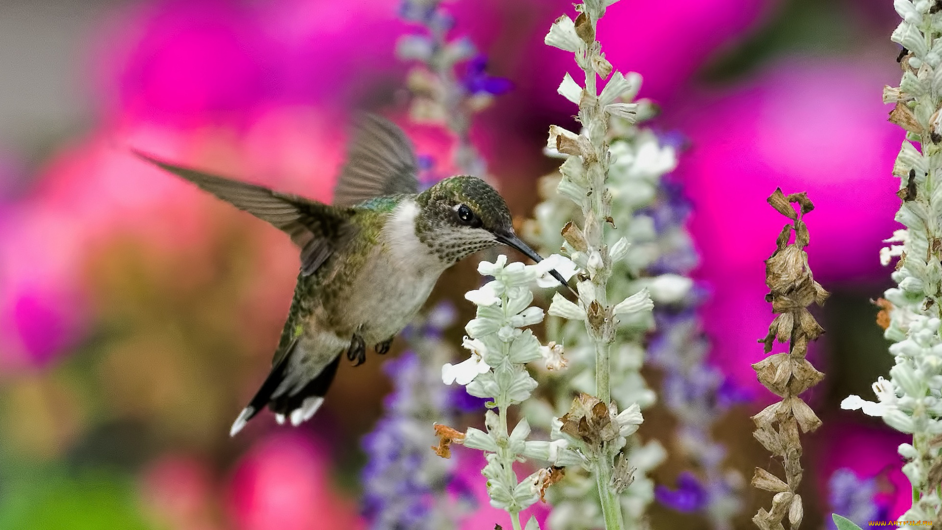 животные, колибри, цветы, сбор, нектара