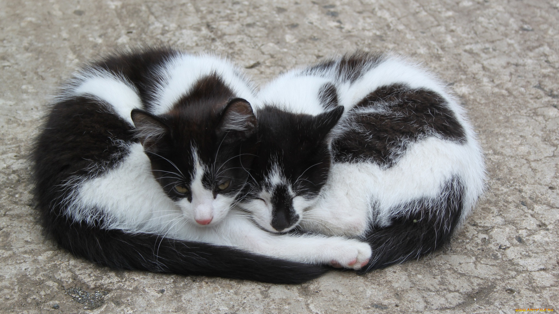 животные, коты, две, кошки