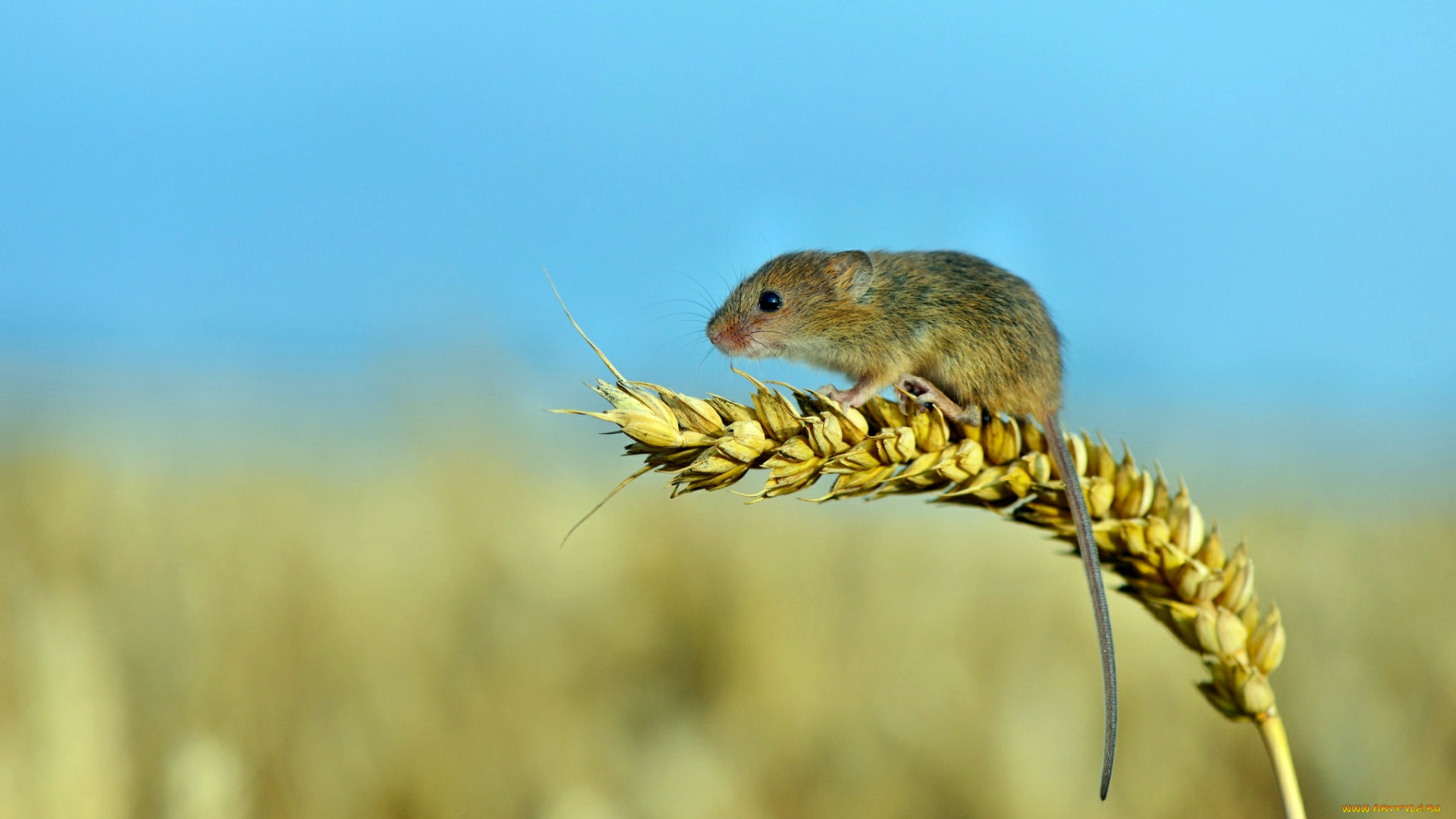 животные, крысы, мыши, колосок, мышка
