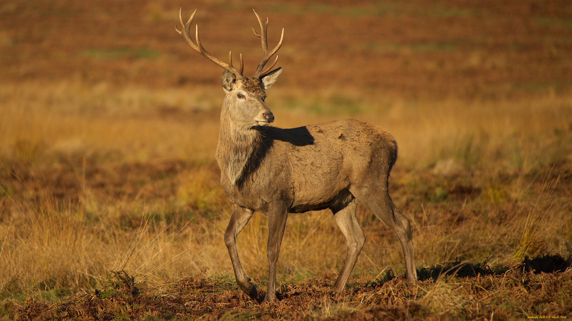 животные, олени, степь, трава, олень, рога