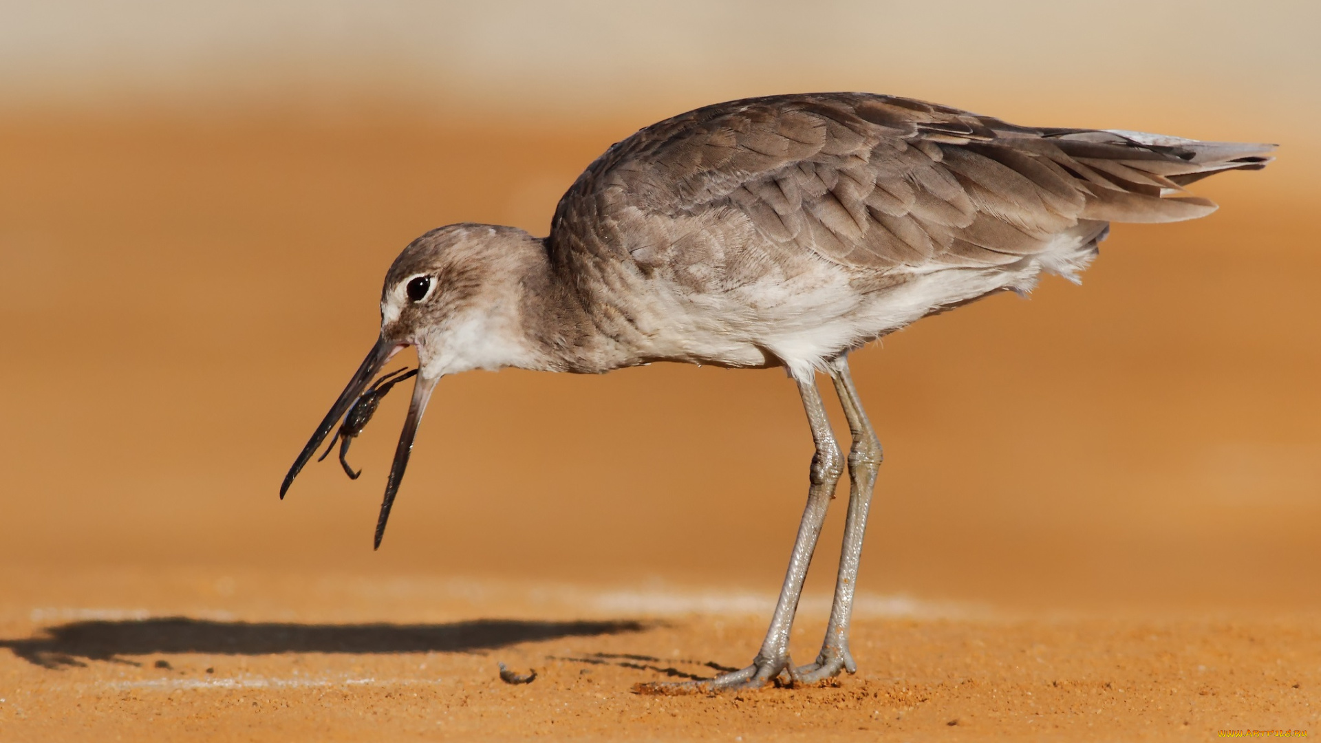животные, птицы, паук, пустыня, добыча