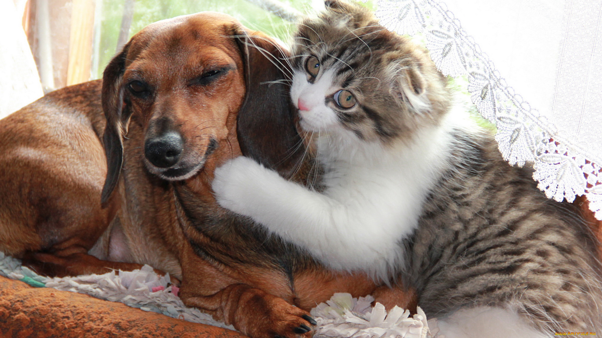 животные, разные, вместе, собака, кошка