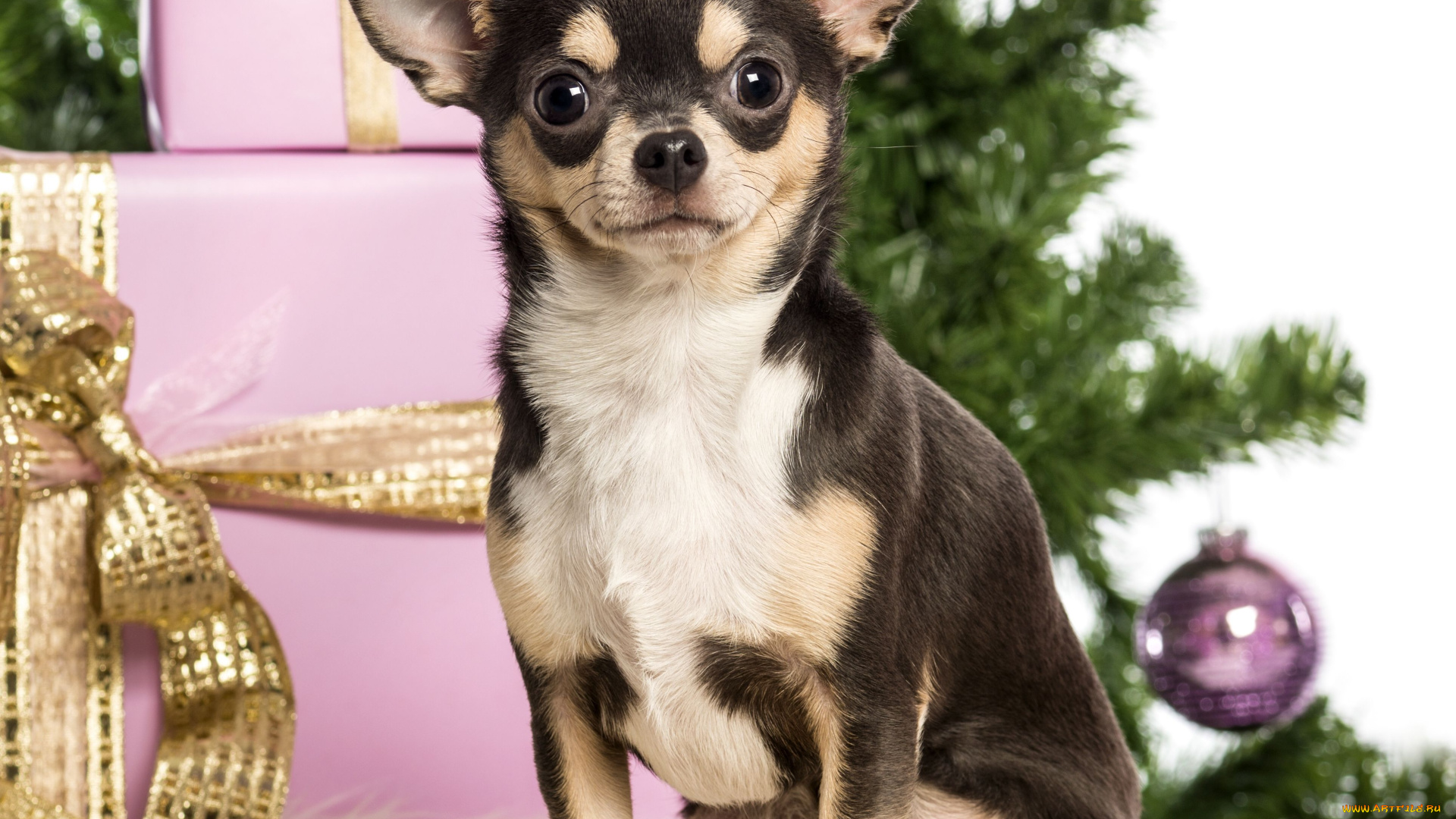 животные, собаки, Чихуахуа, подарки, коробки, новый, год, ёлка
