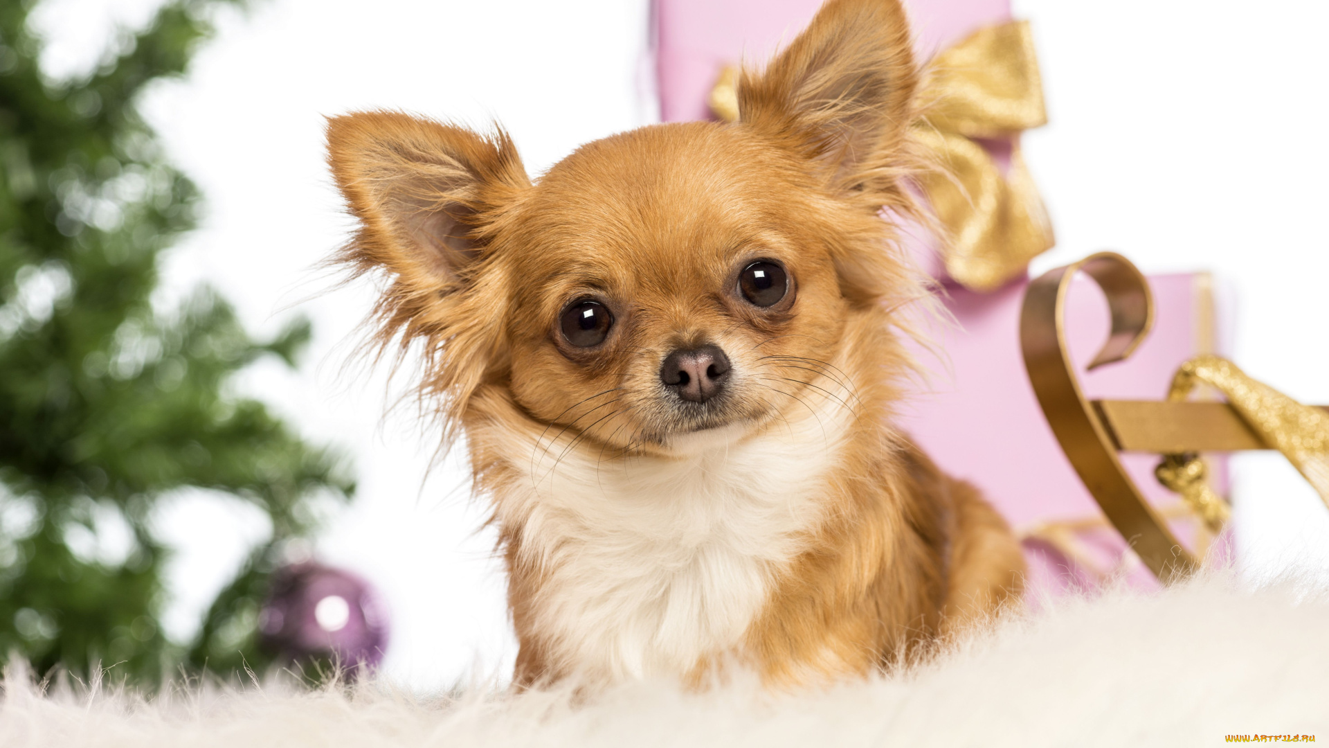 животные, собаки, новый, год, Чихуахуа, подарки, коробки