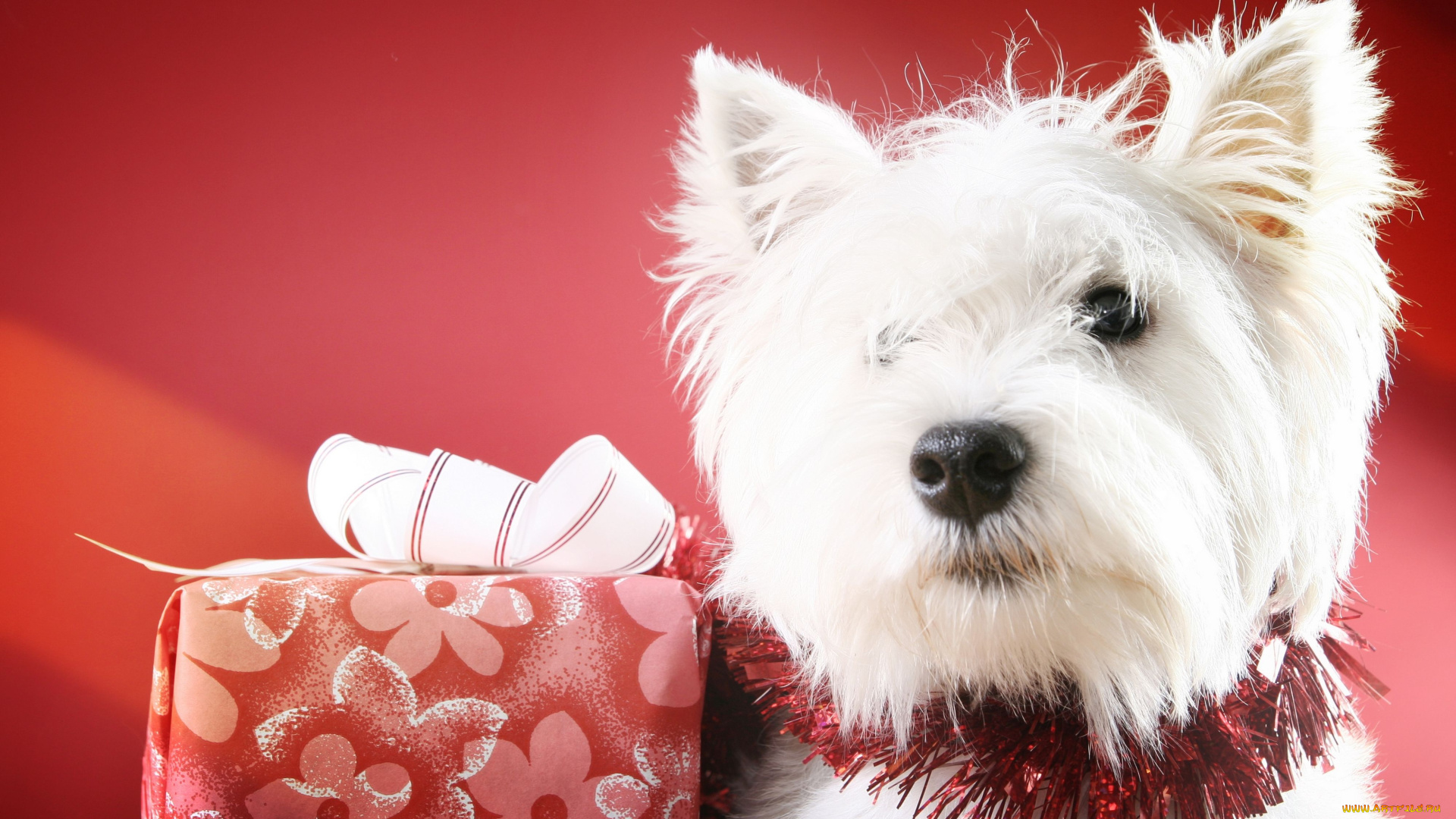 животные, собаки, подарок, вест, хайленд, уайт, терьер