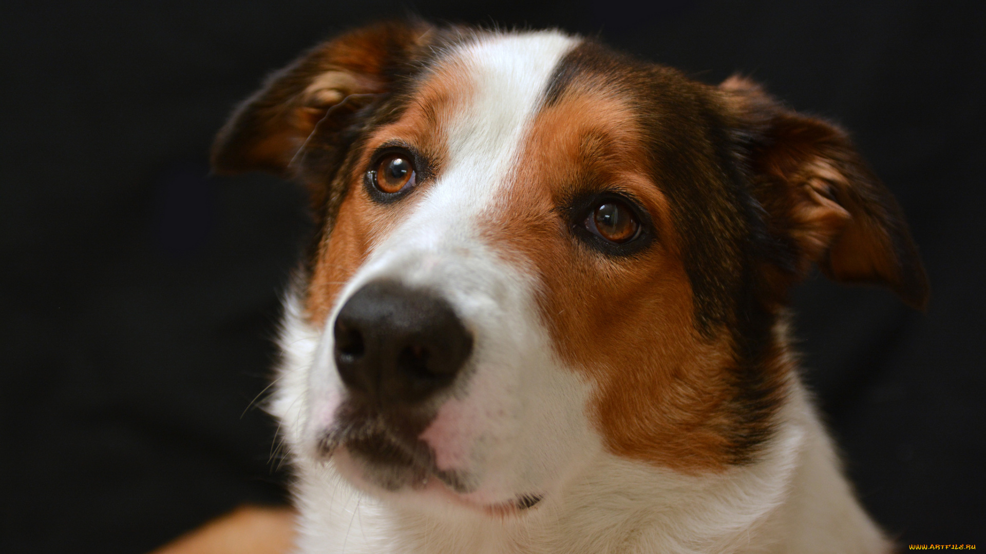 животные, собаки, взгляд, собака