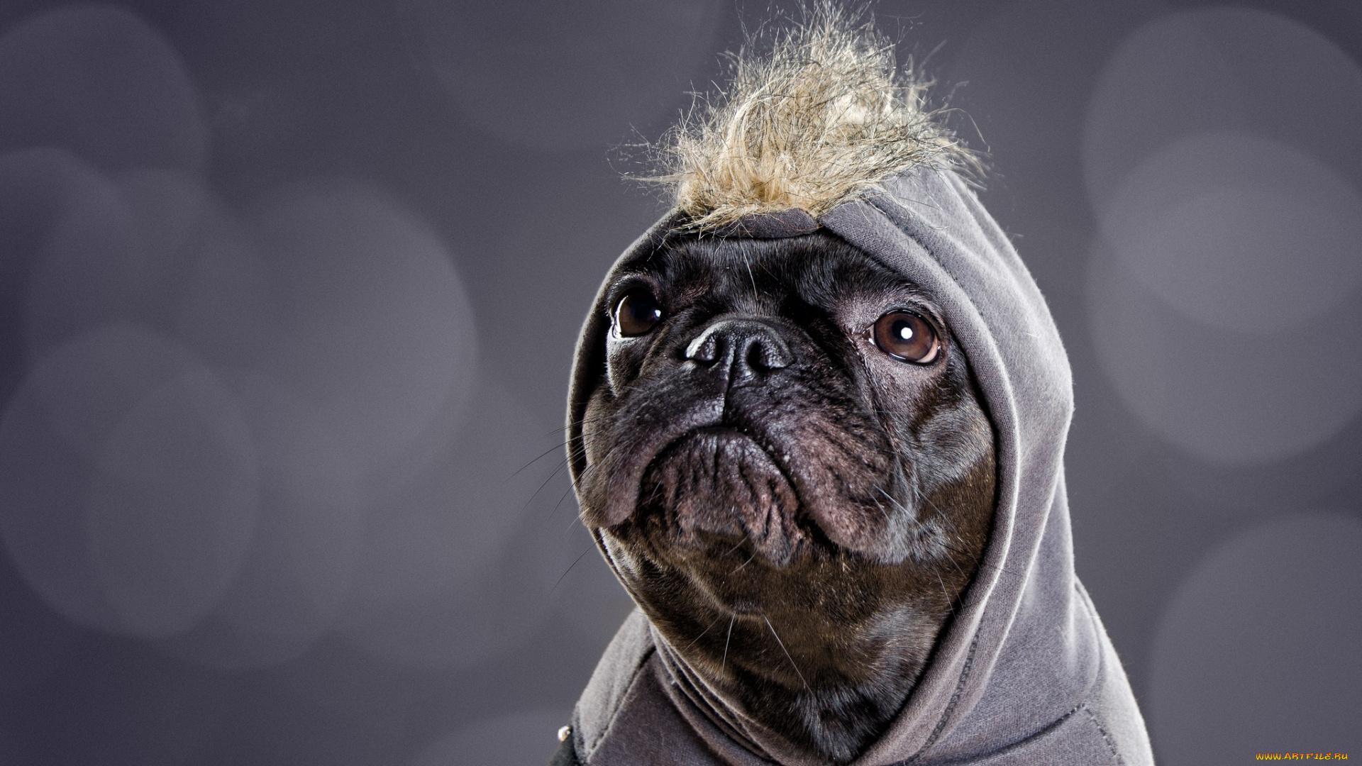 животные, собаки, взгляд, собака, голова, капюшон, морда, хохолок