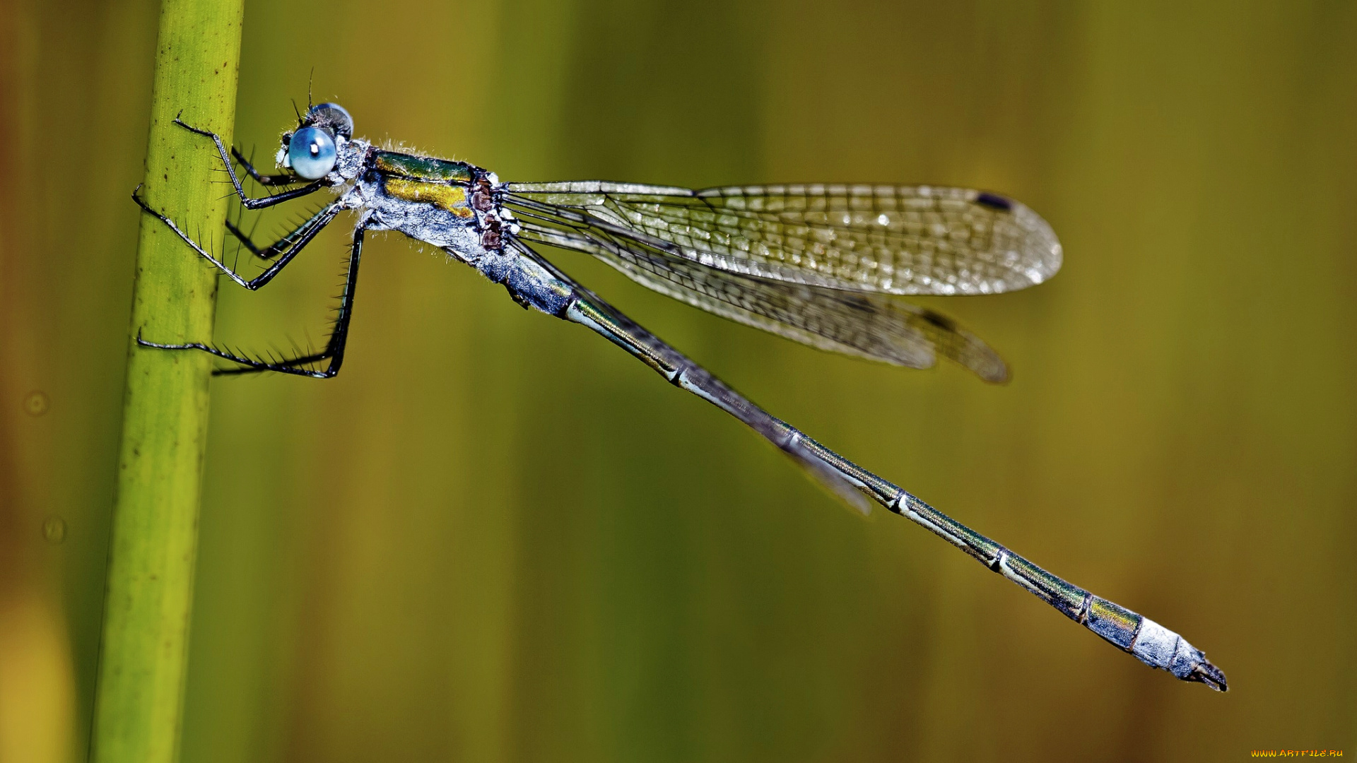 животные, стрекозы, стрекоза