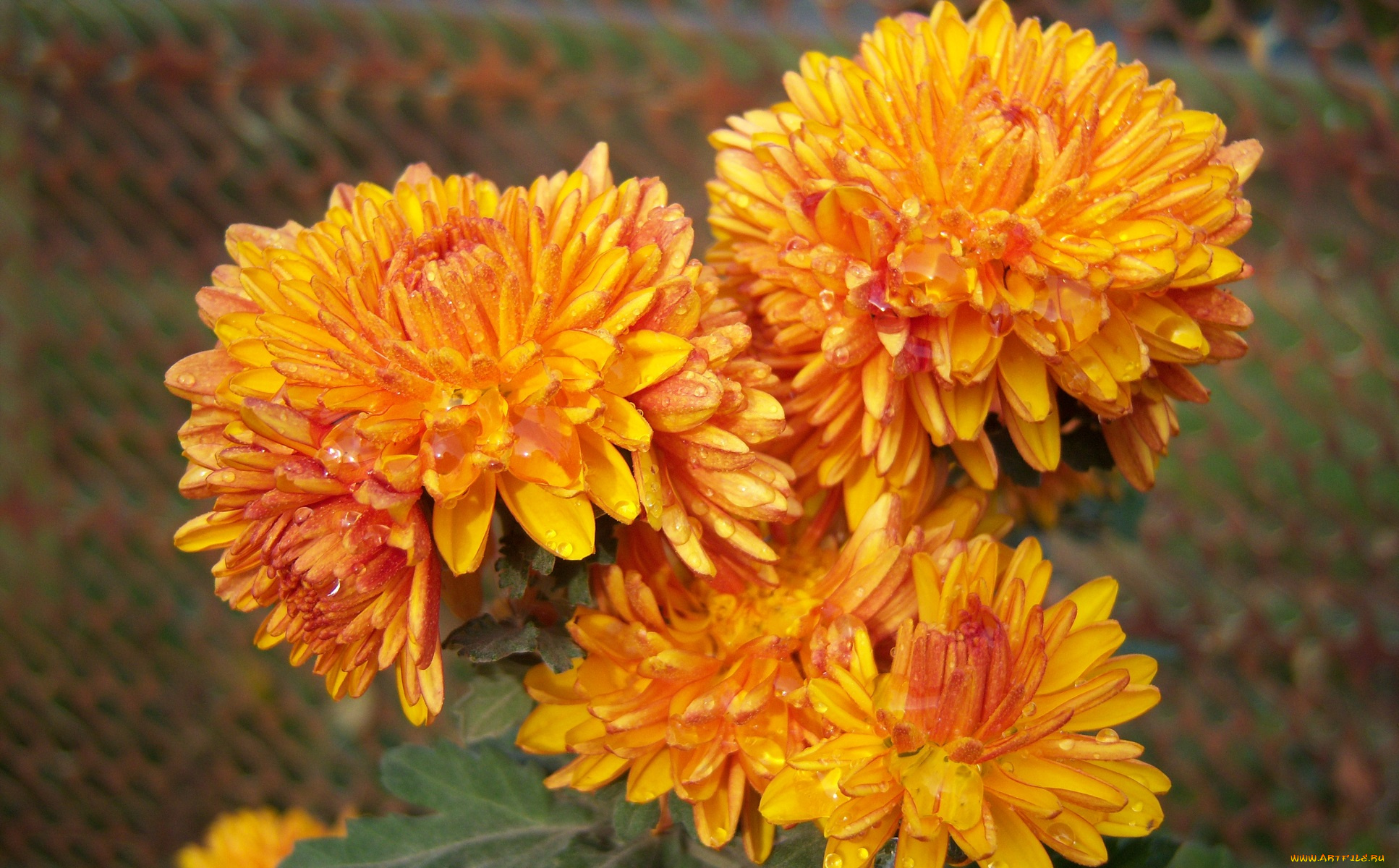 цветы, хризантемы, оранджевые