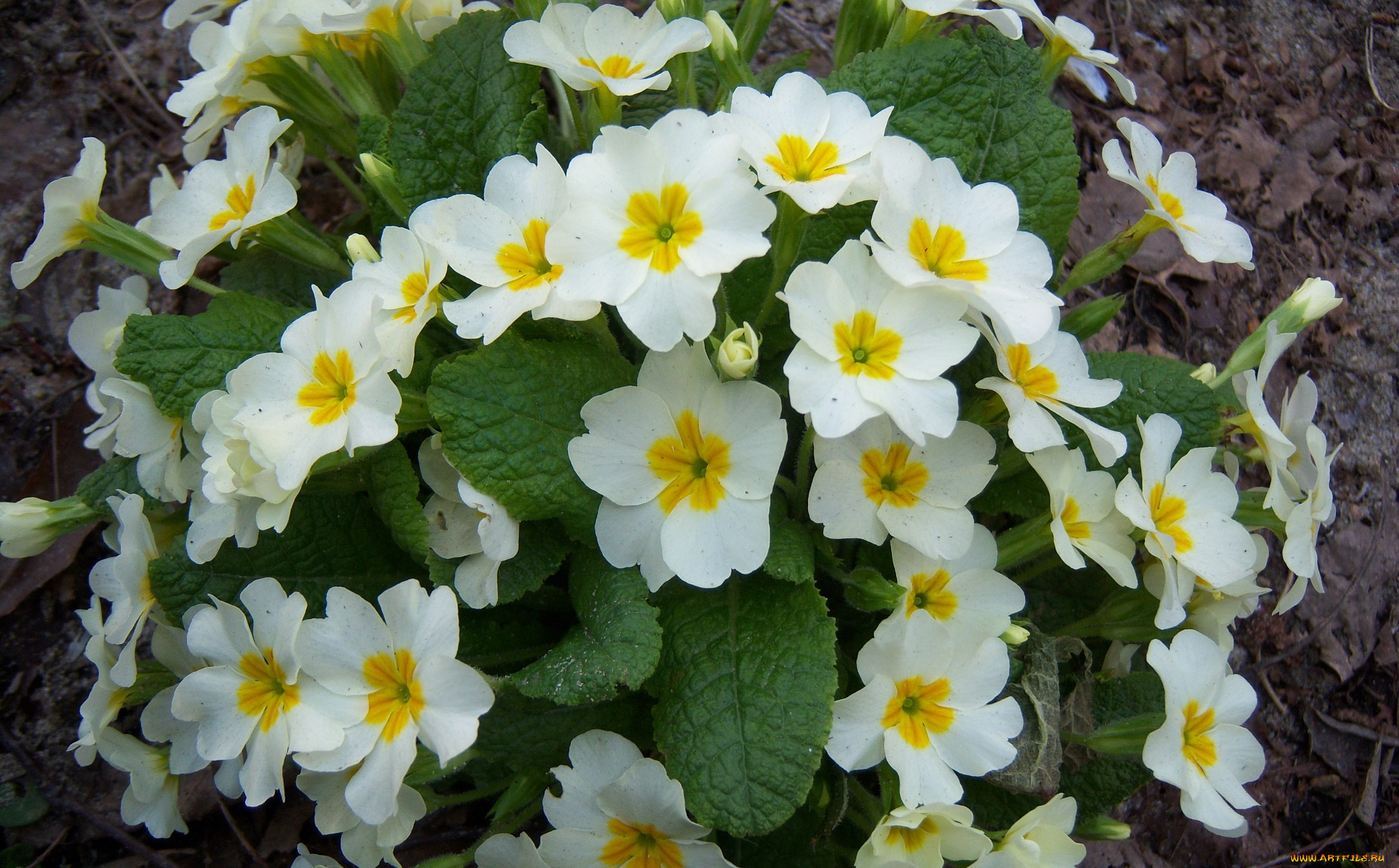 цветы, примулы, жёлтые