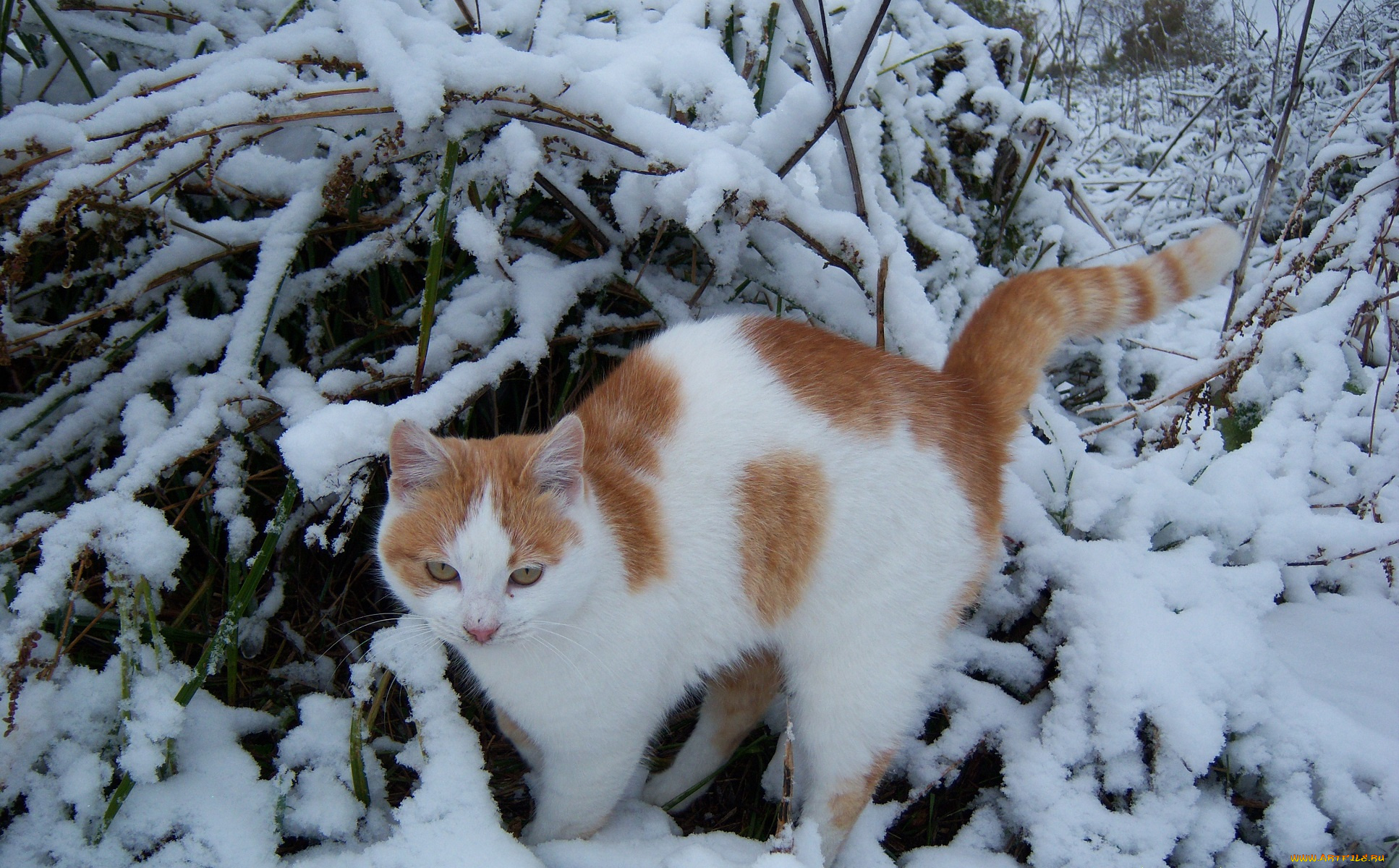 животные, коты, рыжий, кот