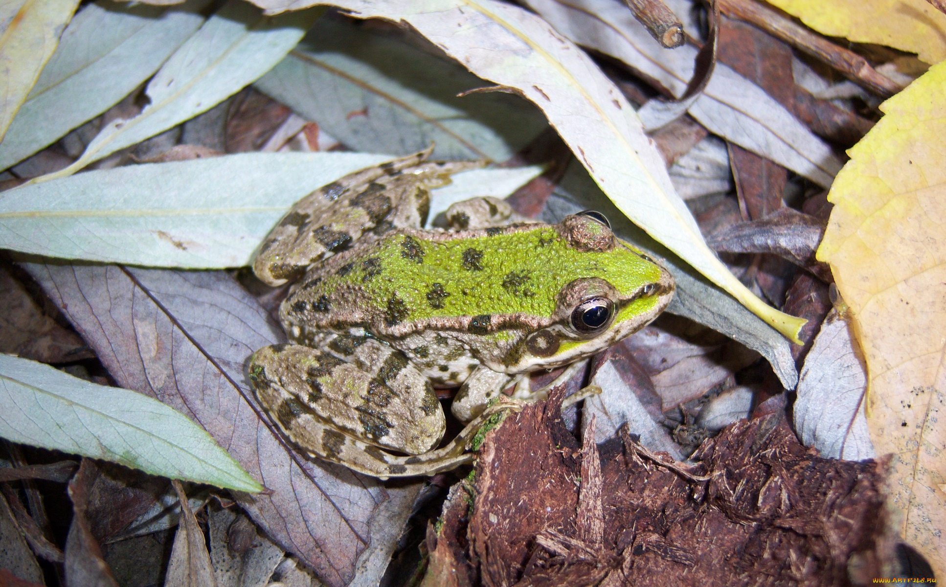 животные, лягушки, зеленая, лягушка