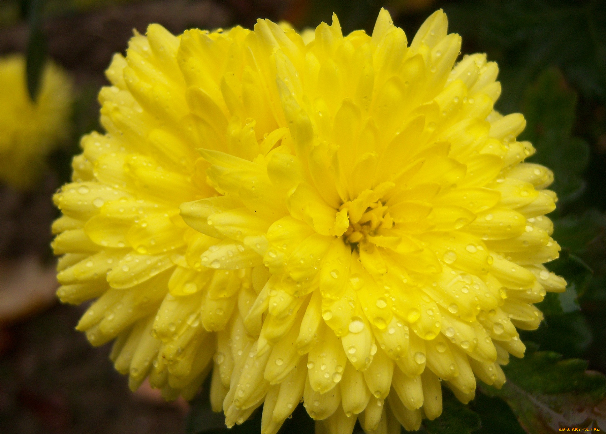 цветы, хризантемы