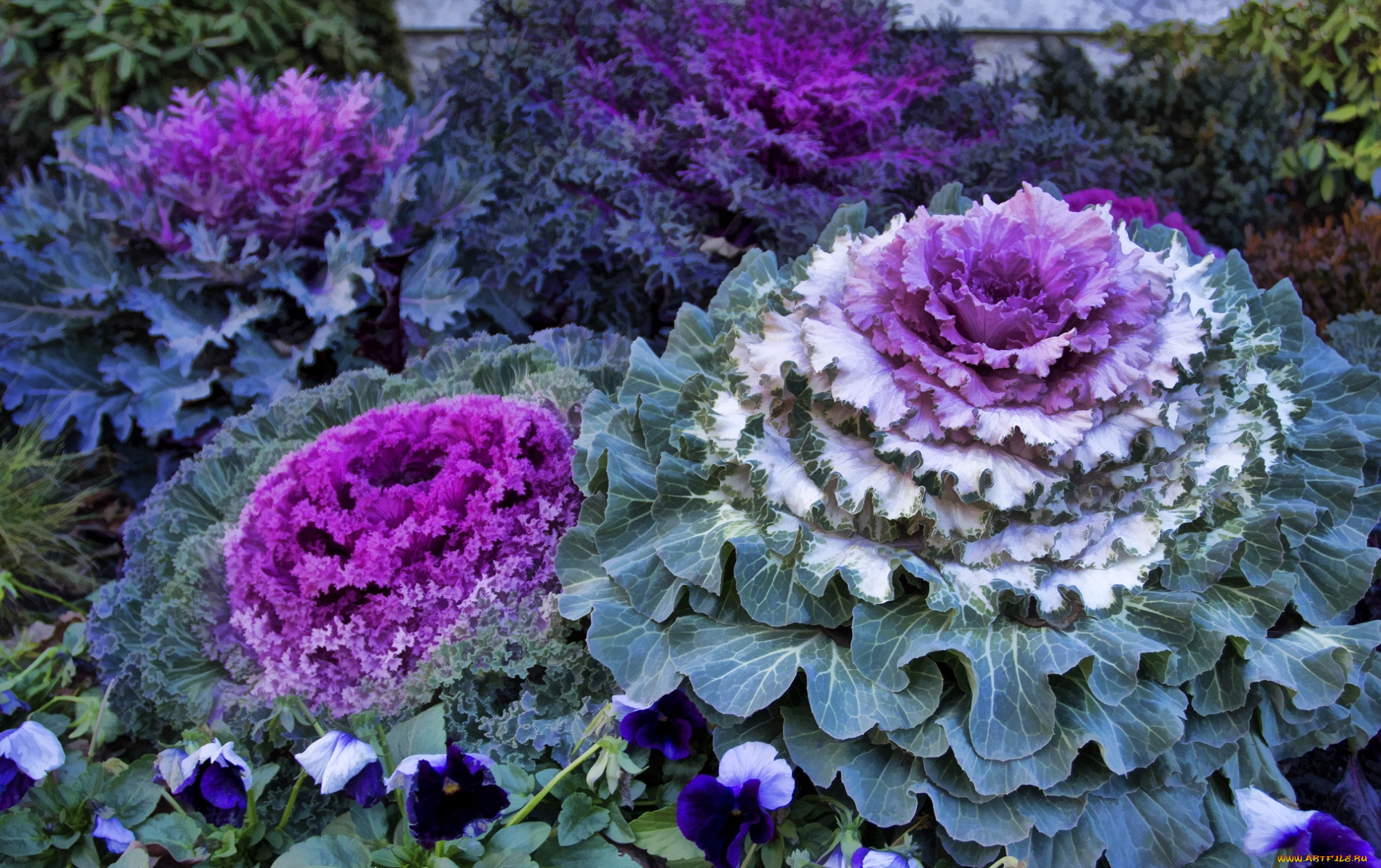 цветы, декоративная, капуста