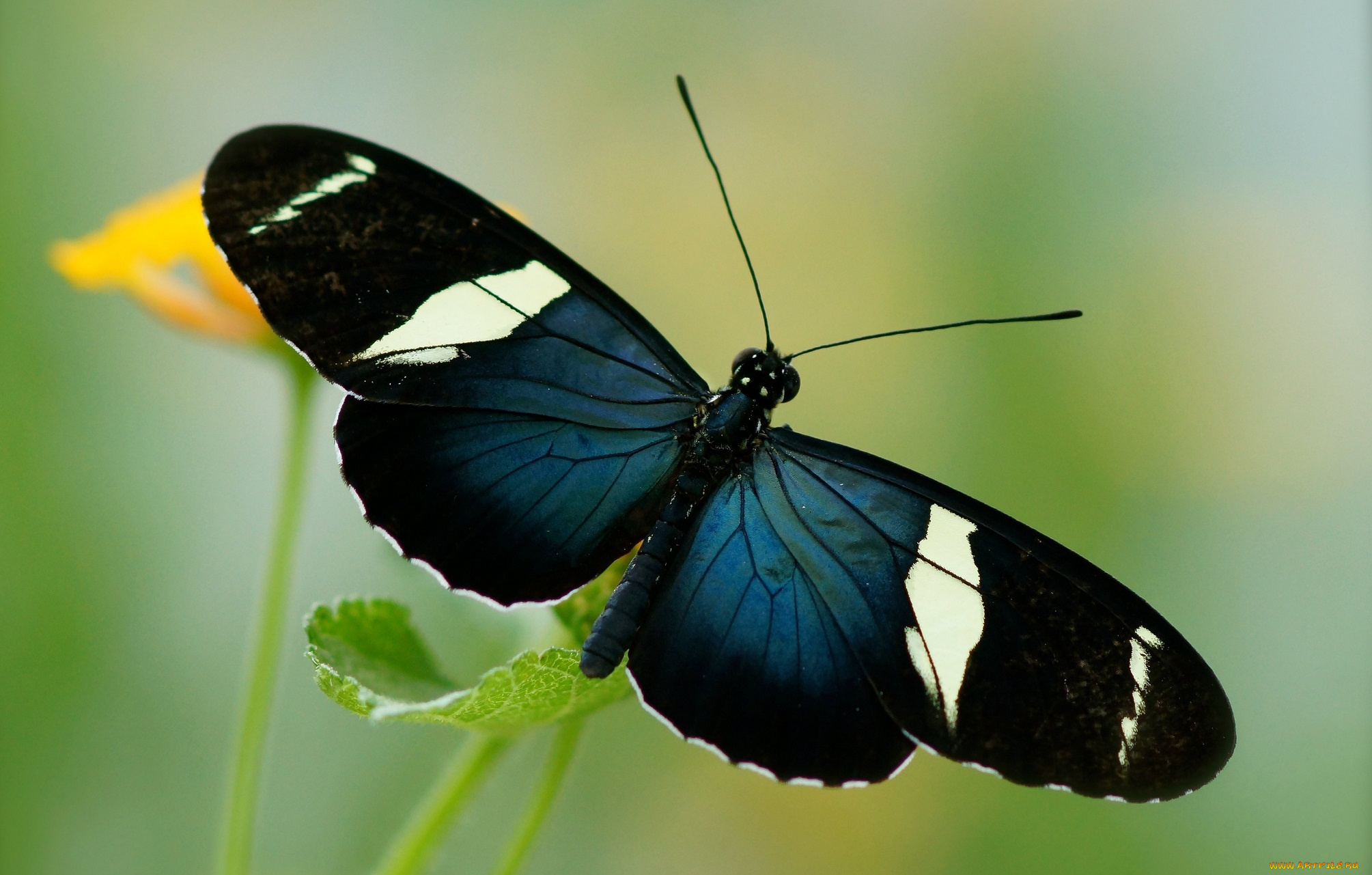 животные, бабочки, цветы, бабочка