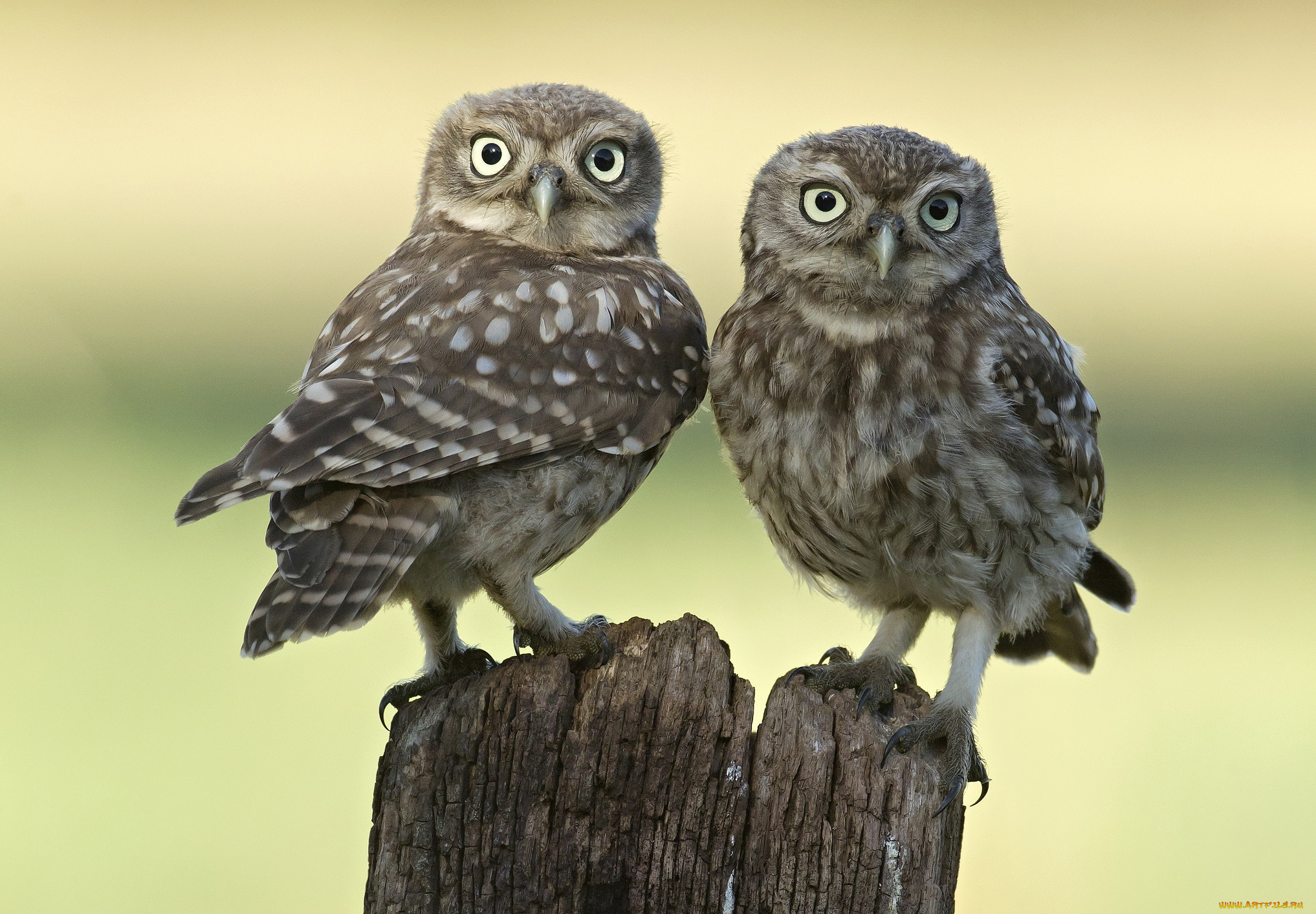животные, совы, парочка
