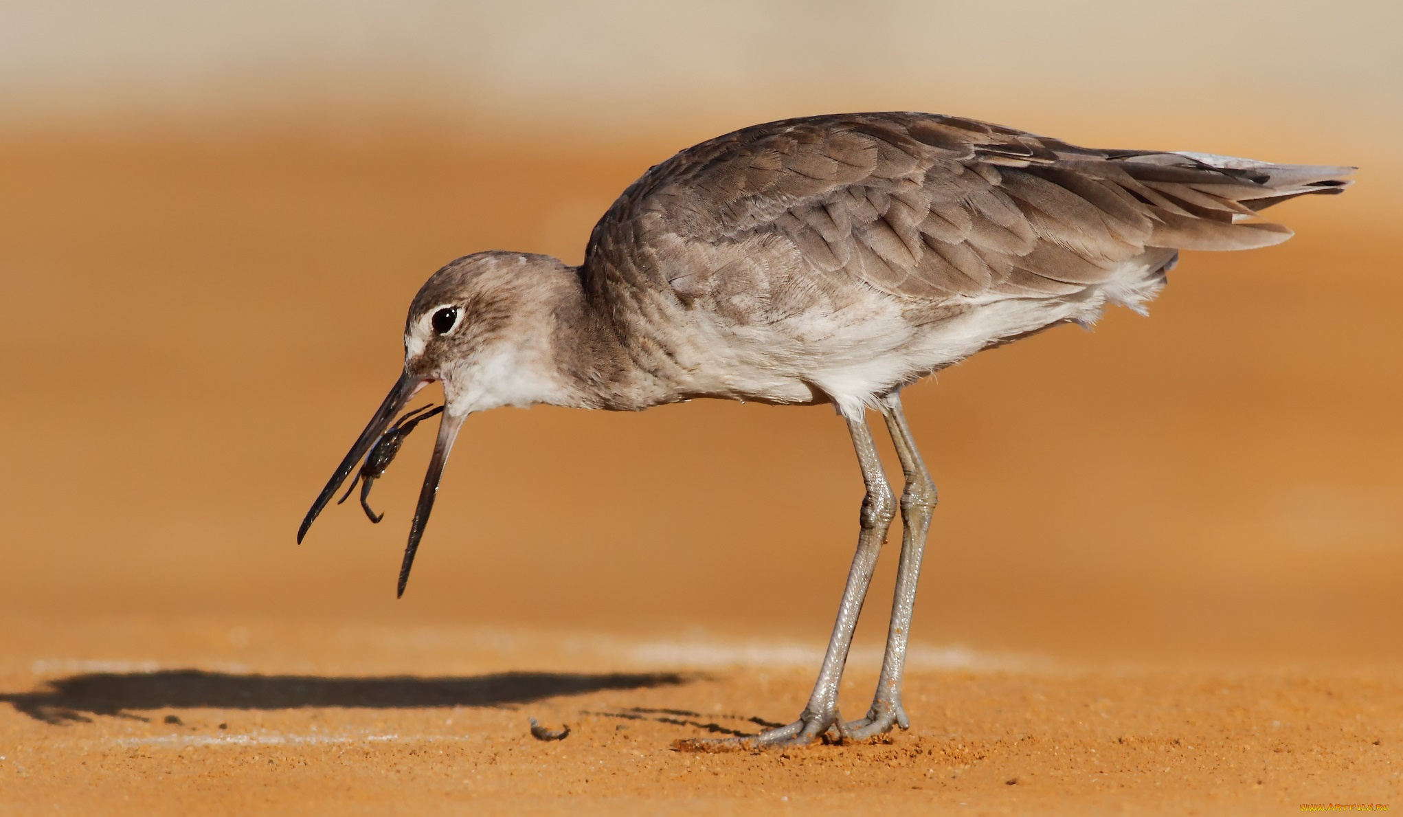 животные, птицы, паук, пустыня, добыча