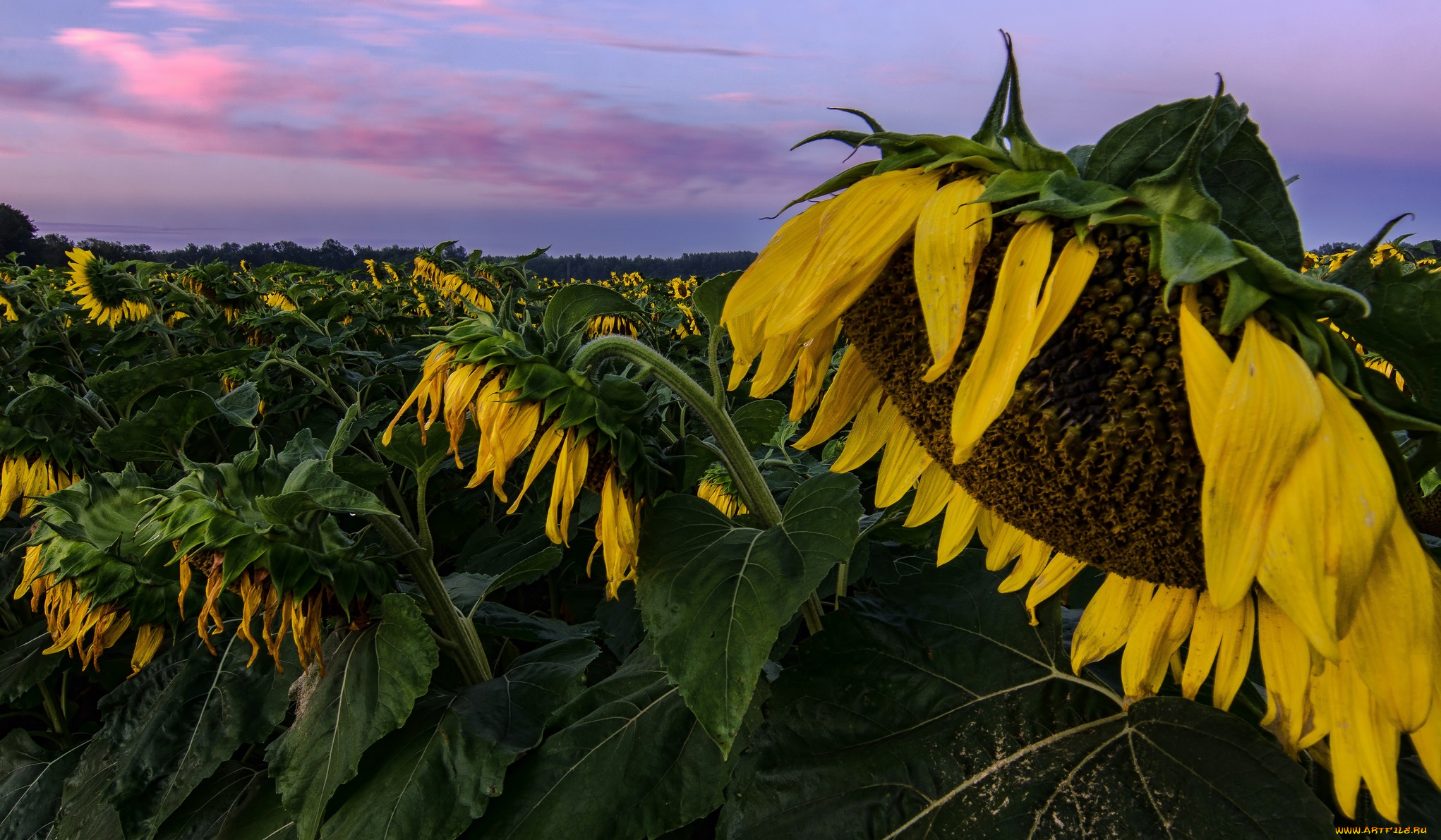 цветы, подсолнухи, поле