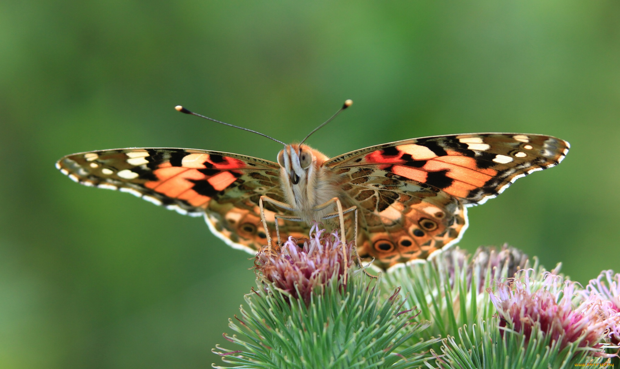 животные, бабочки, бабочка, цветы