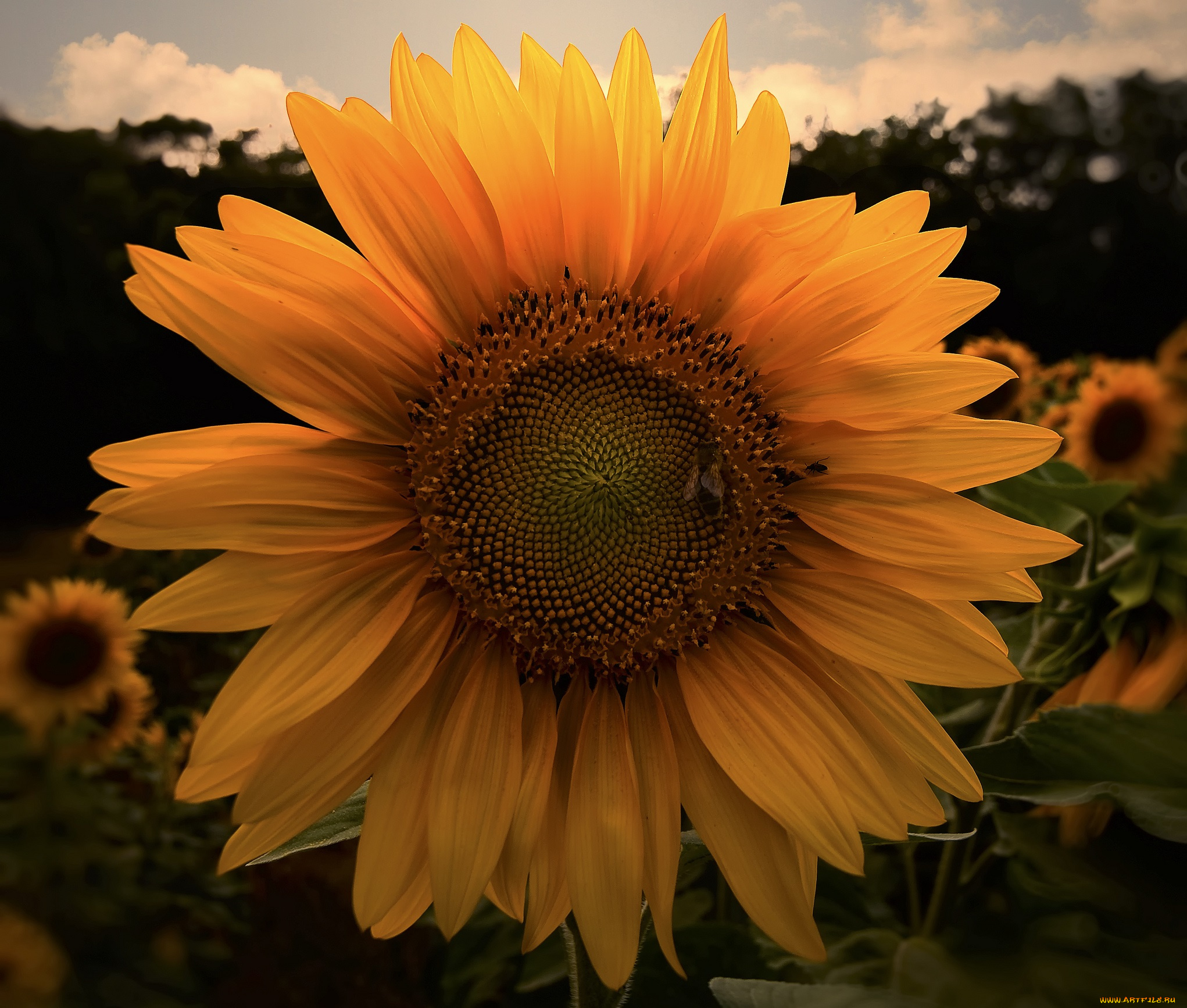 цветы, подсолнухи, корзинка, лепестки, подсолнух