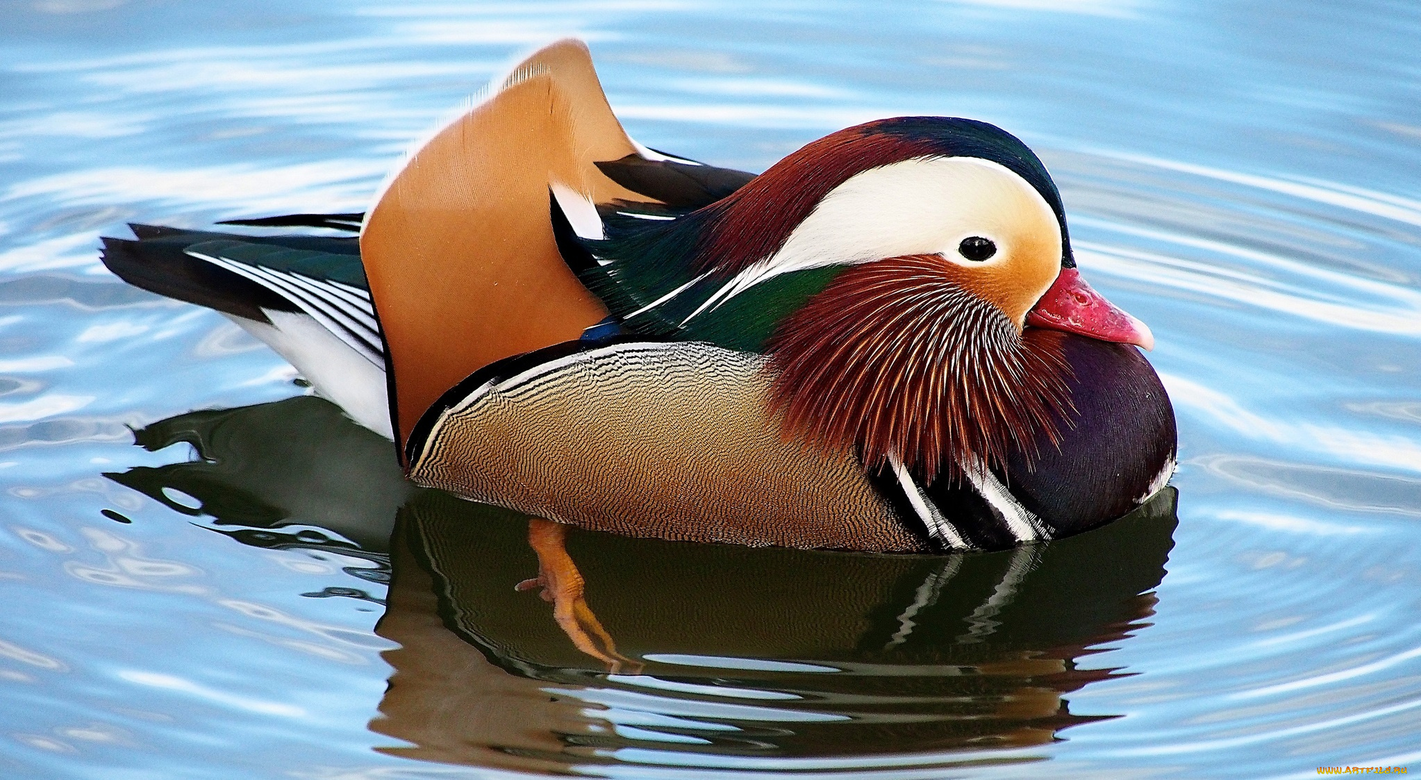 животные, утки, мандаринка, вода, утка