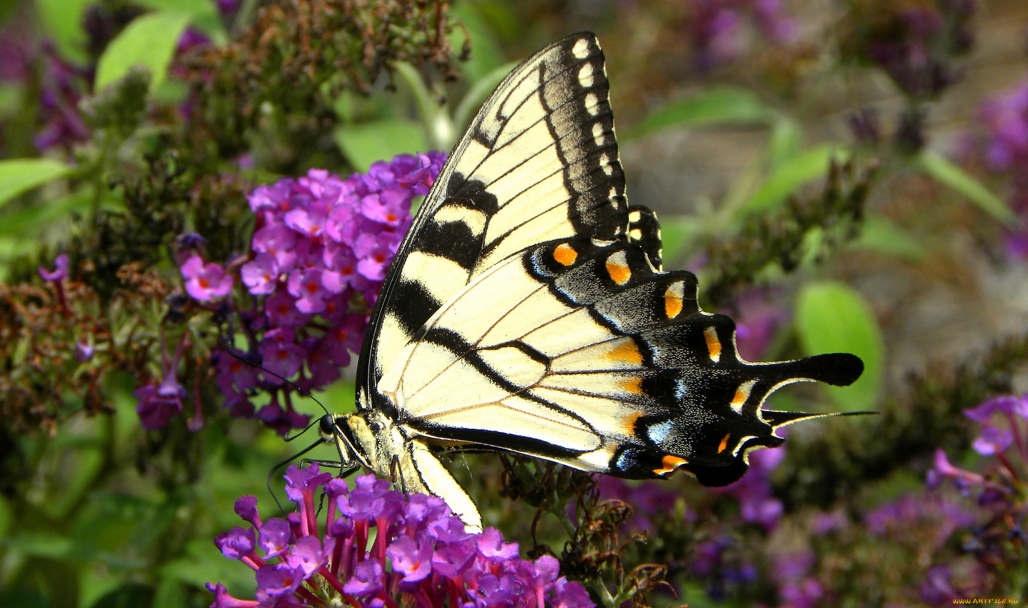животные, бабочки, бабочка, цветы