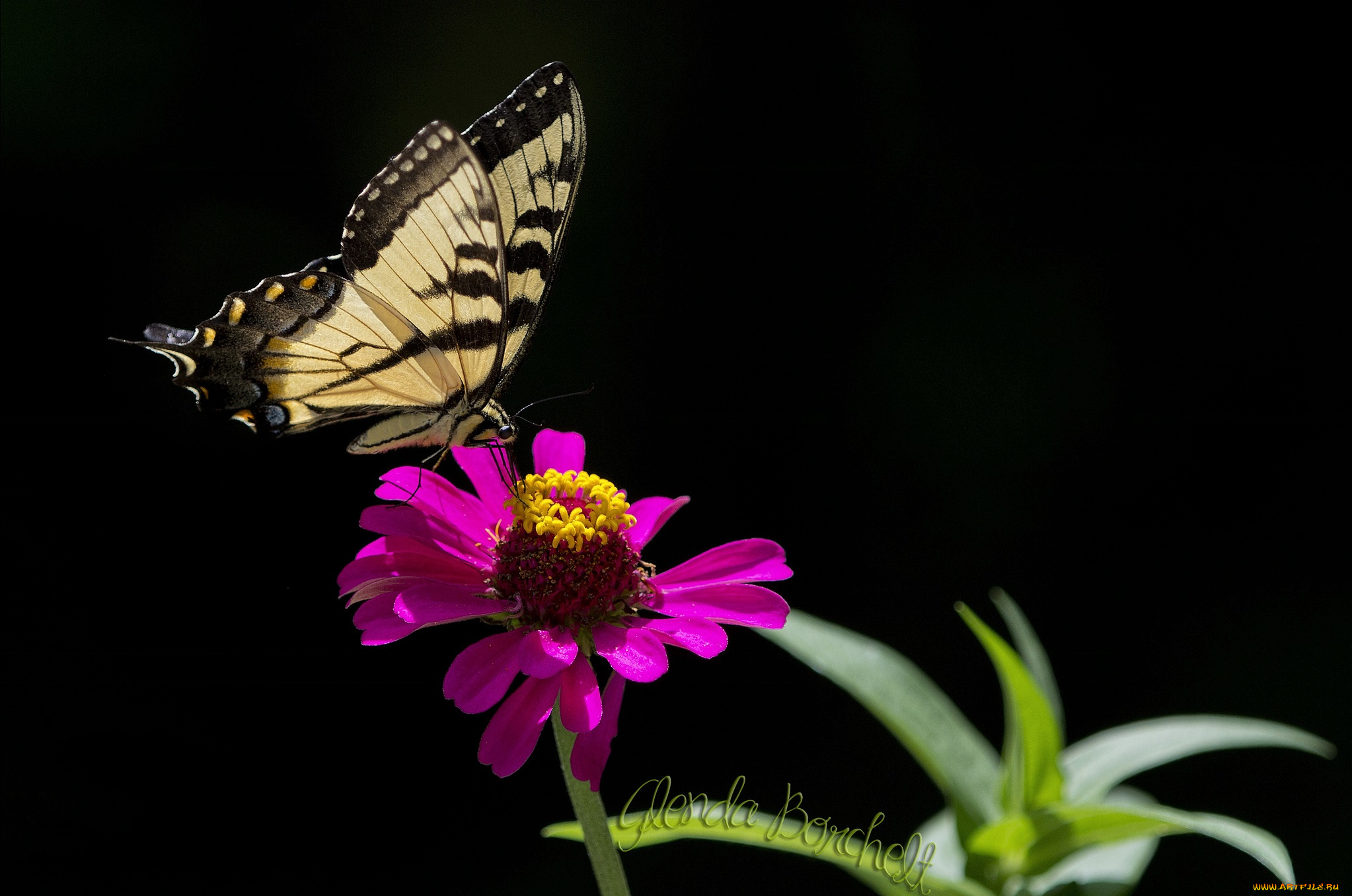 животные, бабочки, бабочка, цветок