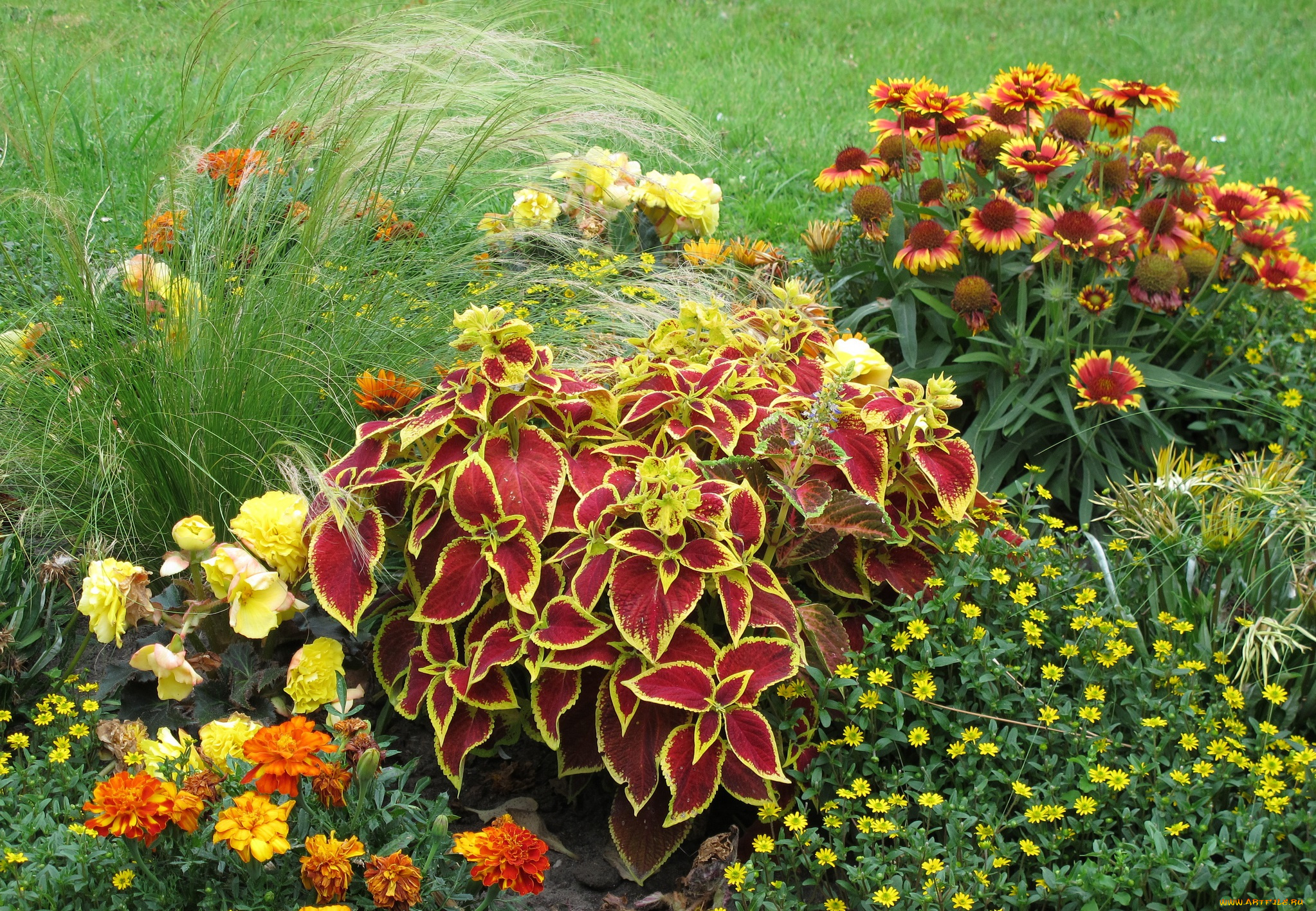 цветы, разные, вместе, луг, трава