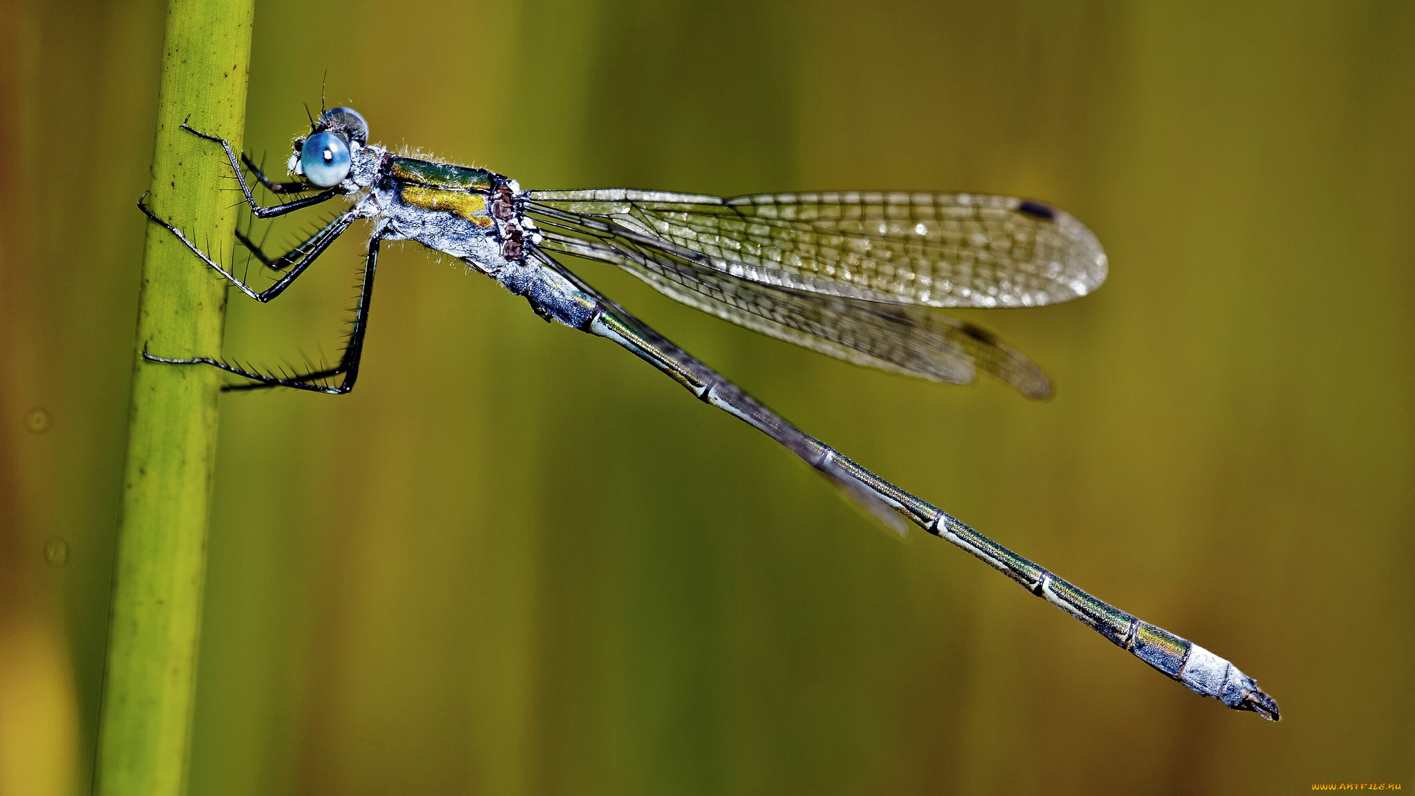 животные, стрекозы, стрекоза