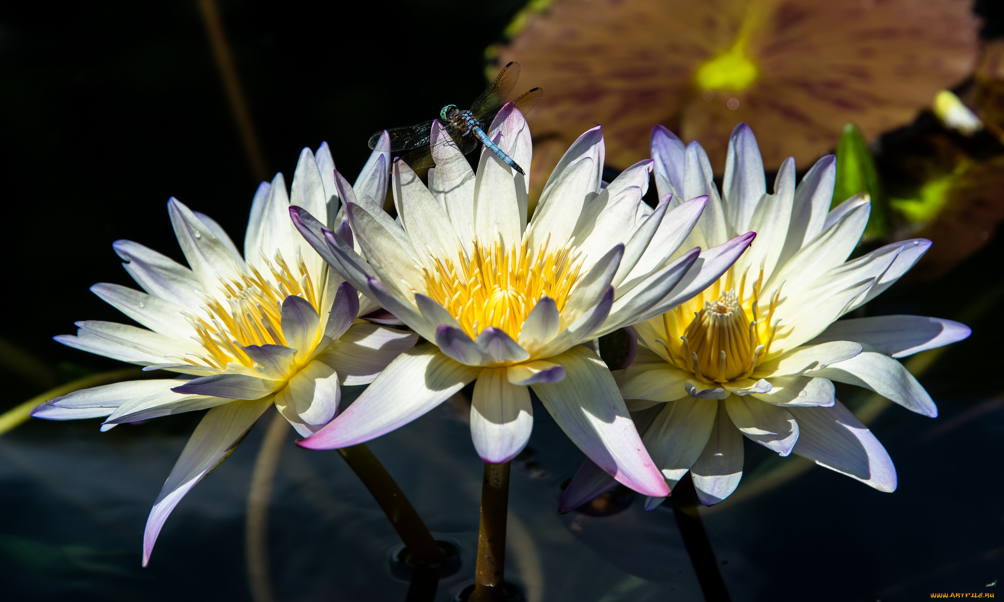 цветы, лилии, водяные, нимфеи, кувшинки, стрекоза, вода