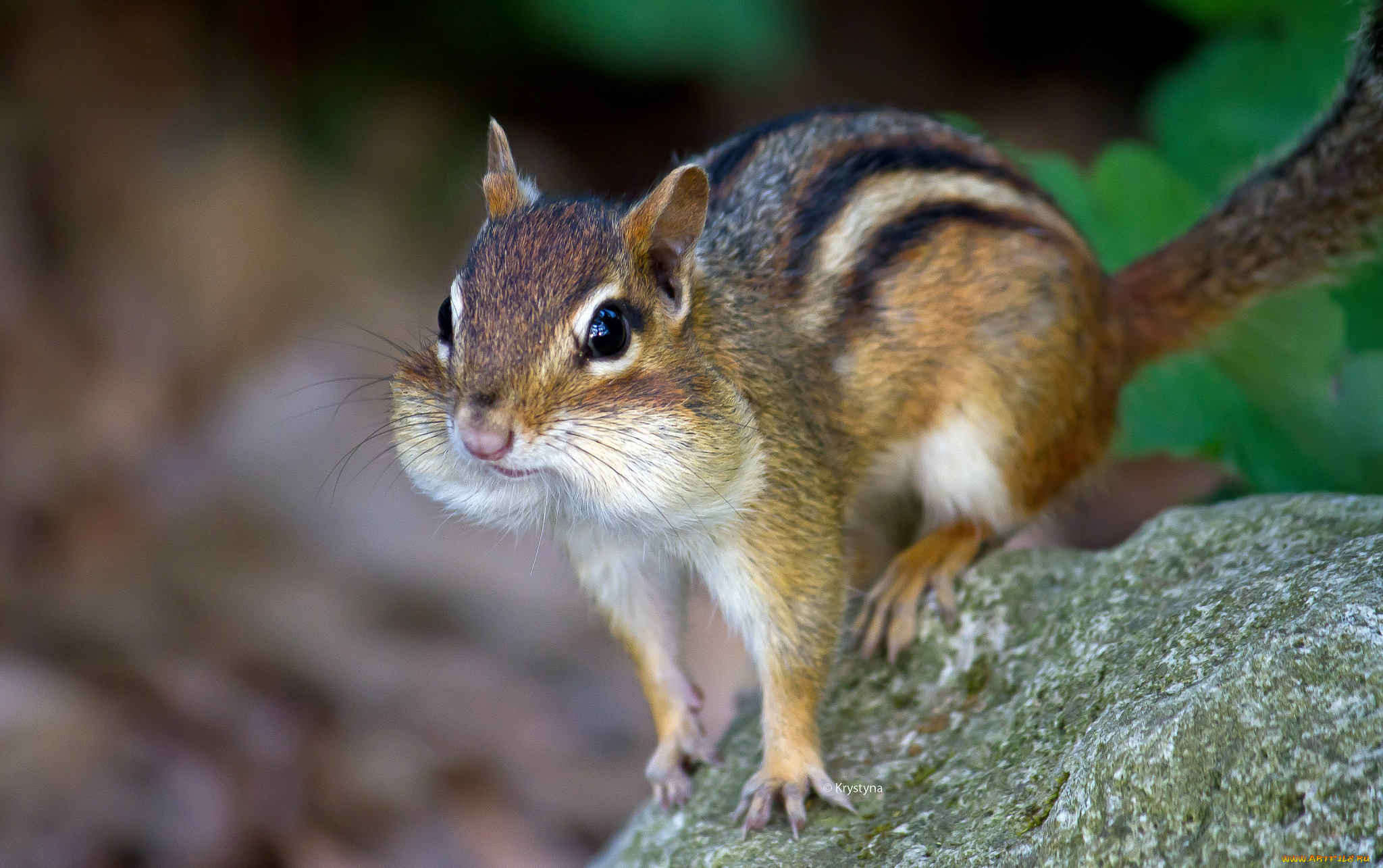 животные, бурундуки, бурундук, щеки