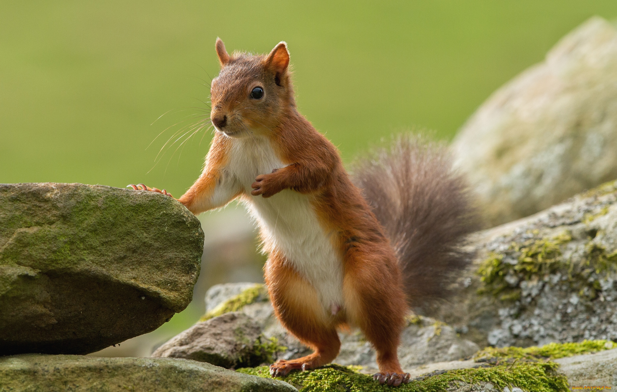 животные, белки, стойка