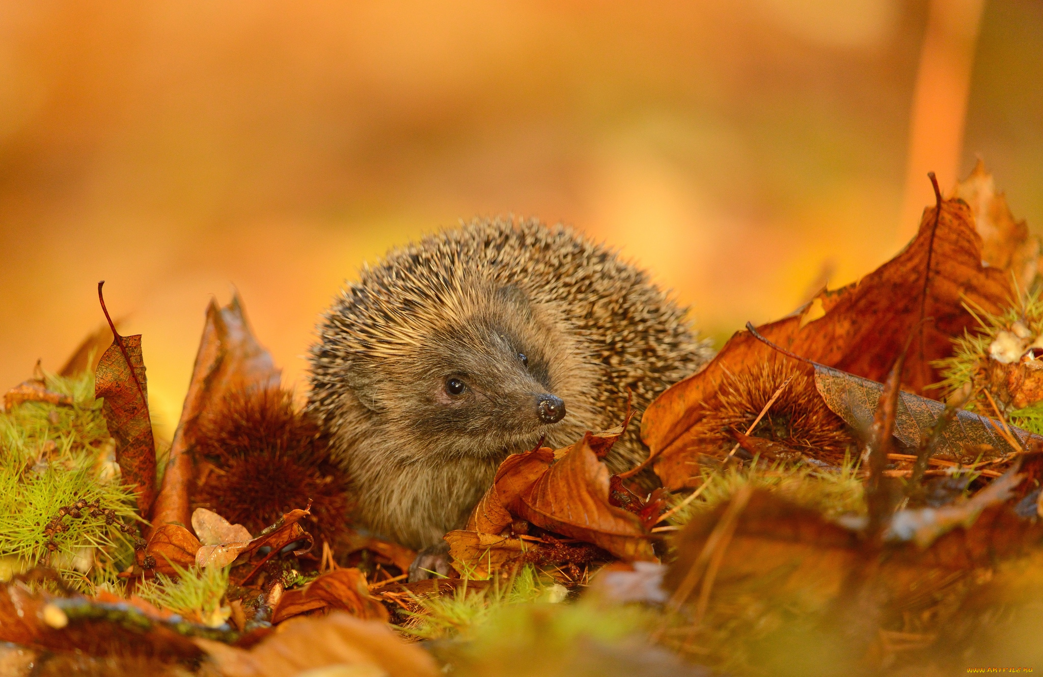 животные, ежи, осень, листья, колючки