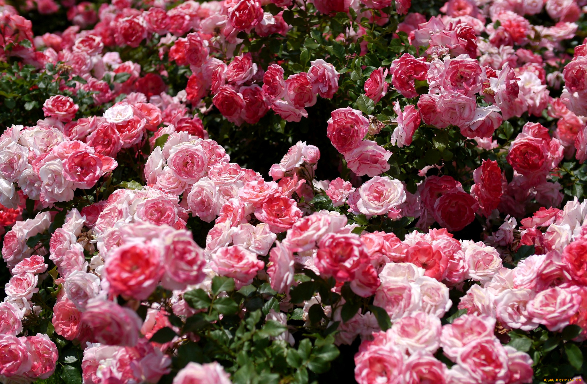 цветы, розы, много