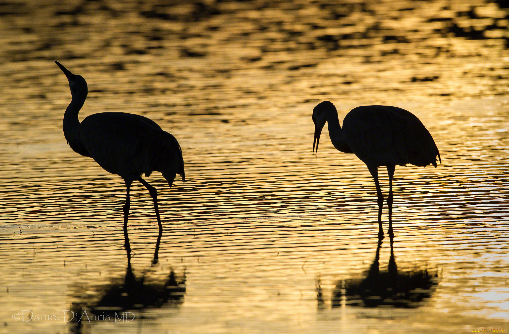 животные, журавли, вечер, вода