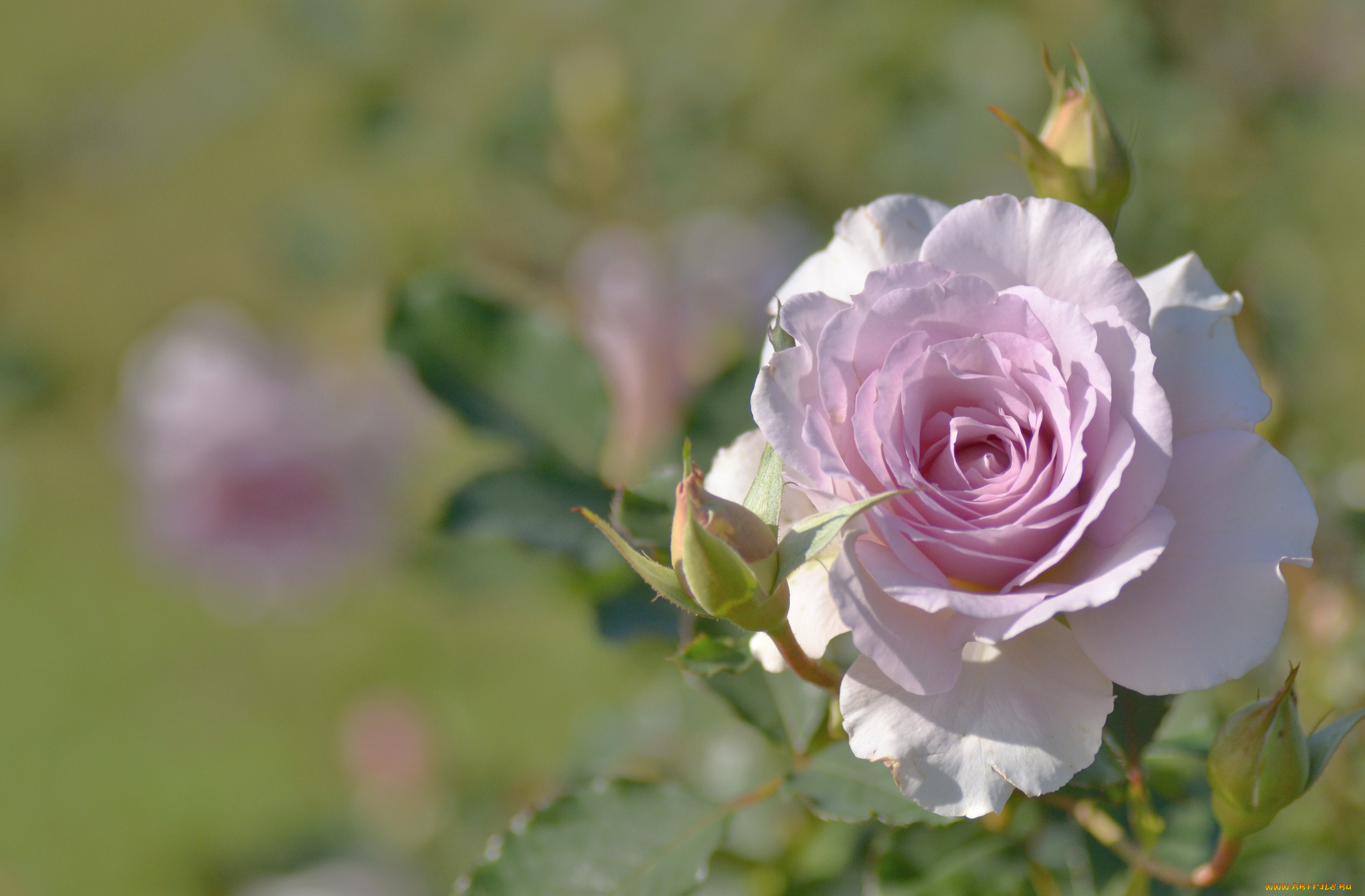 цветы, розы, розовый