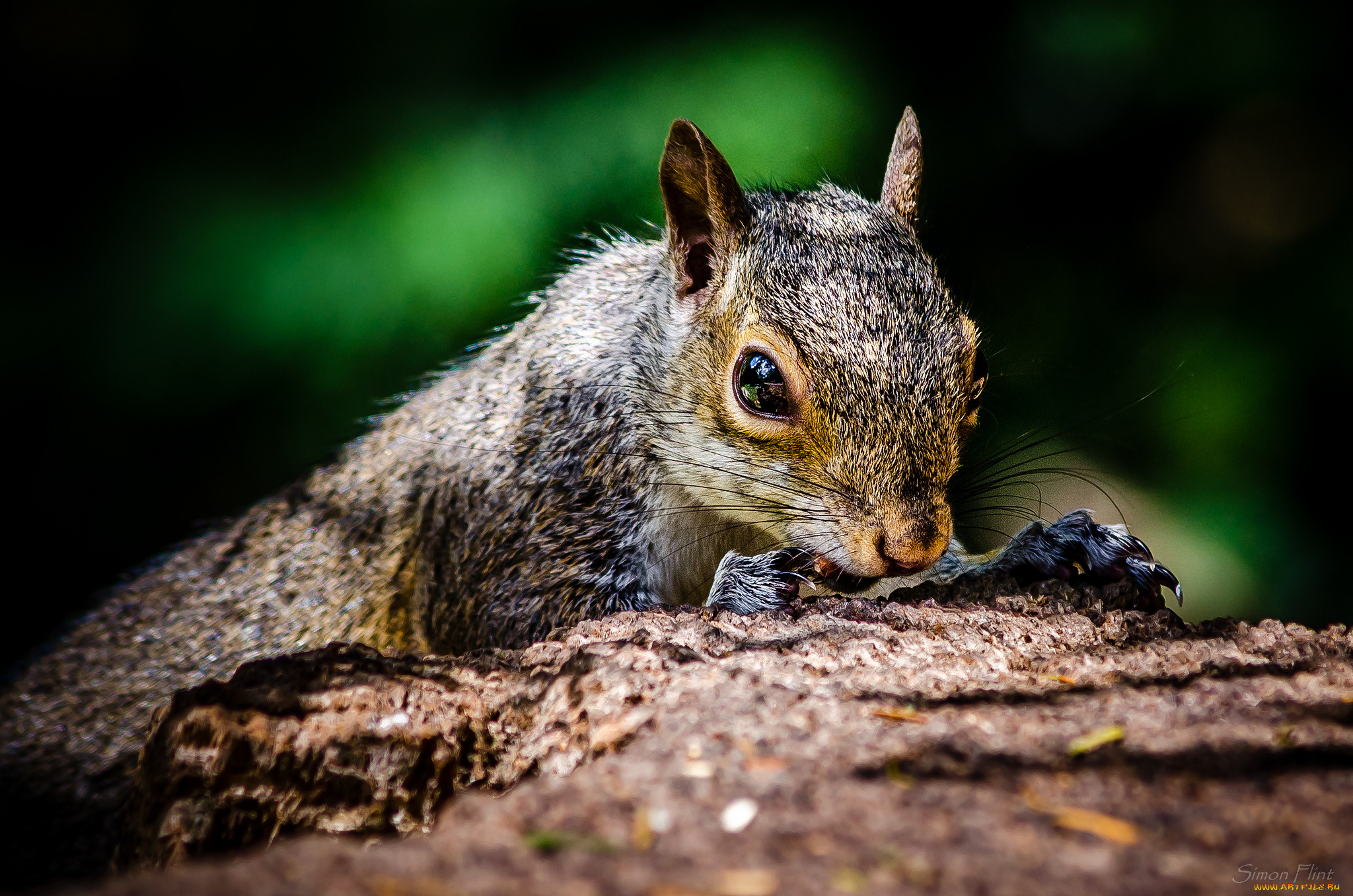 животные, белки, белка