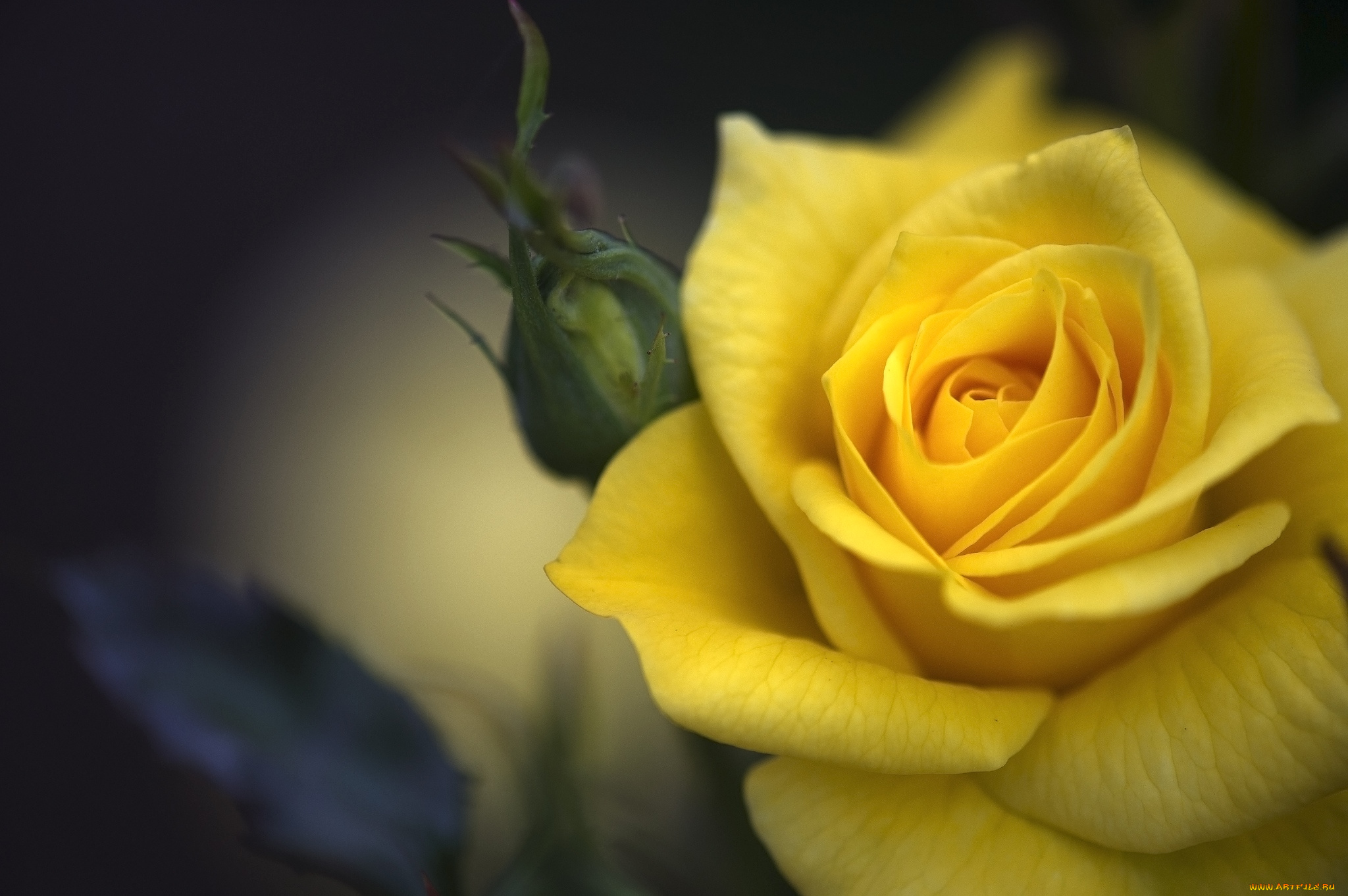 цветы, розы, макро