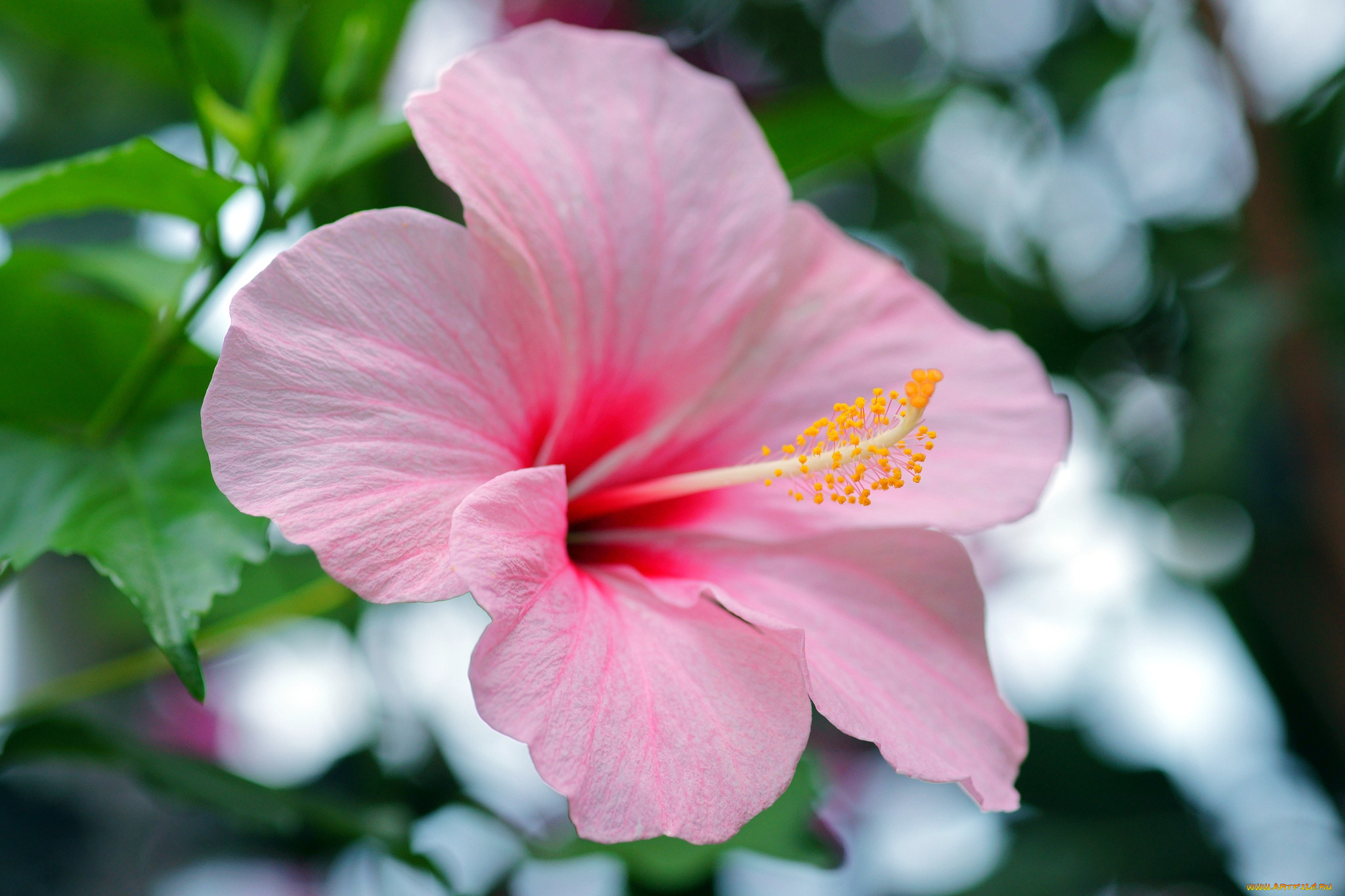 цветы, гибискусы, розовый