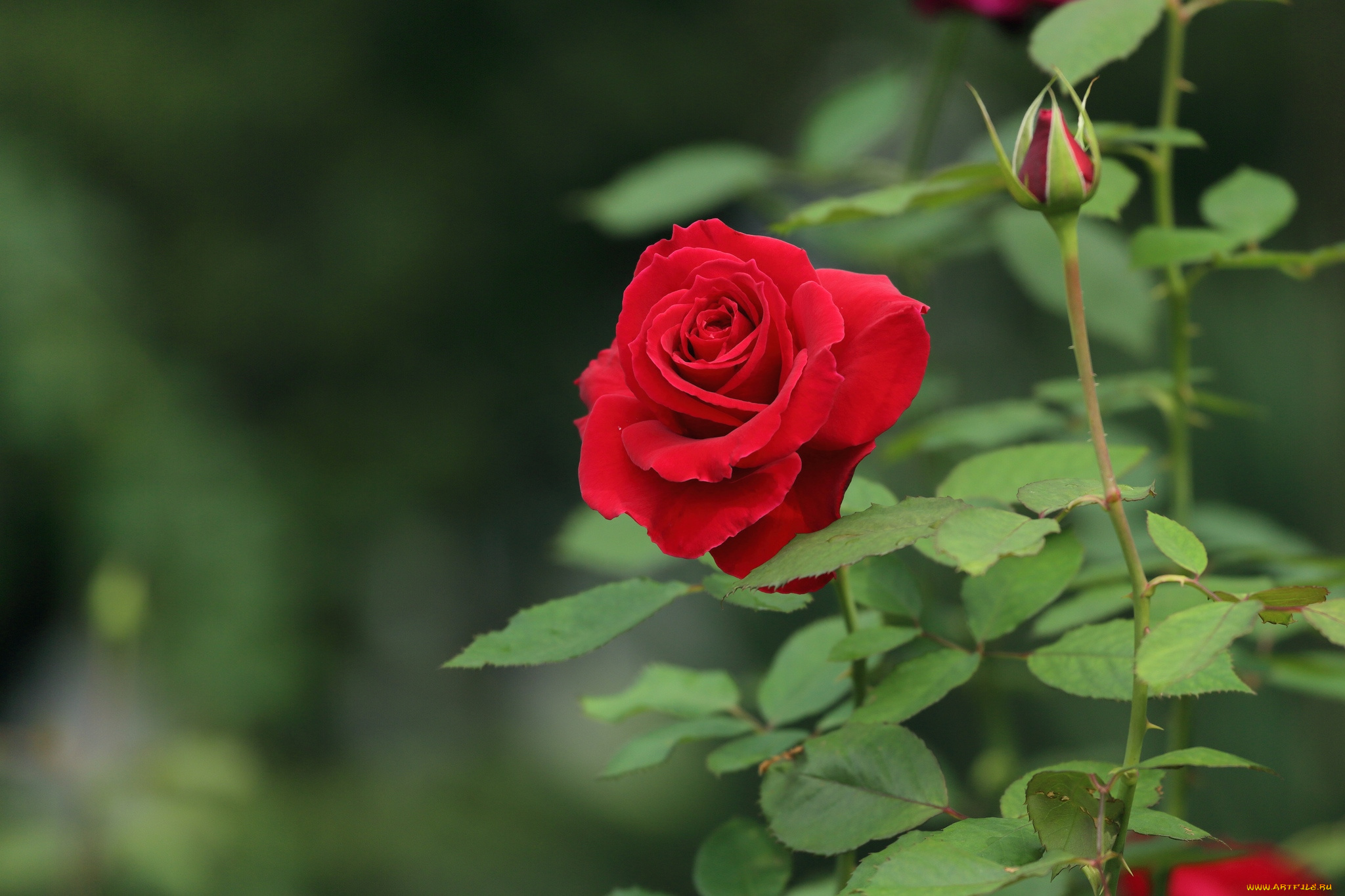 цветы, розы, королева