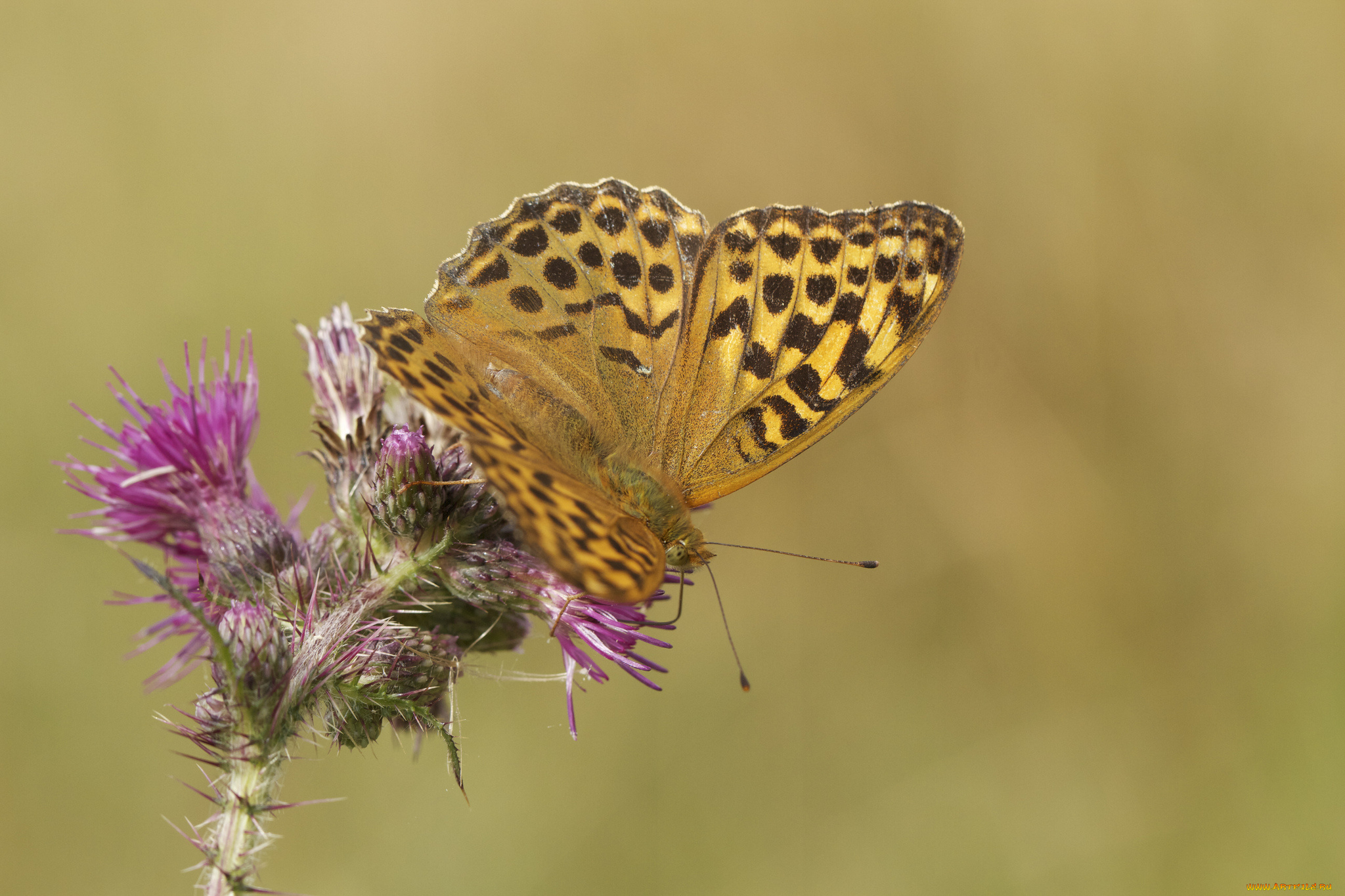 животные, бабочки, цветы, бабочка