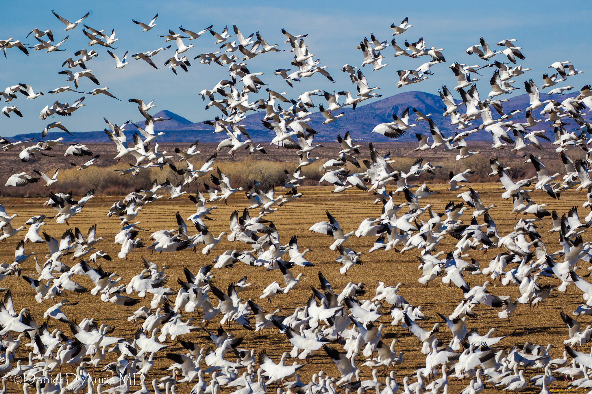 животные, гуси, стая