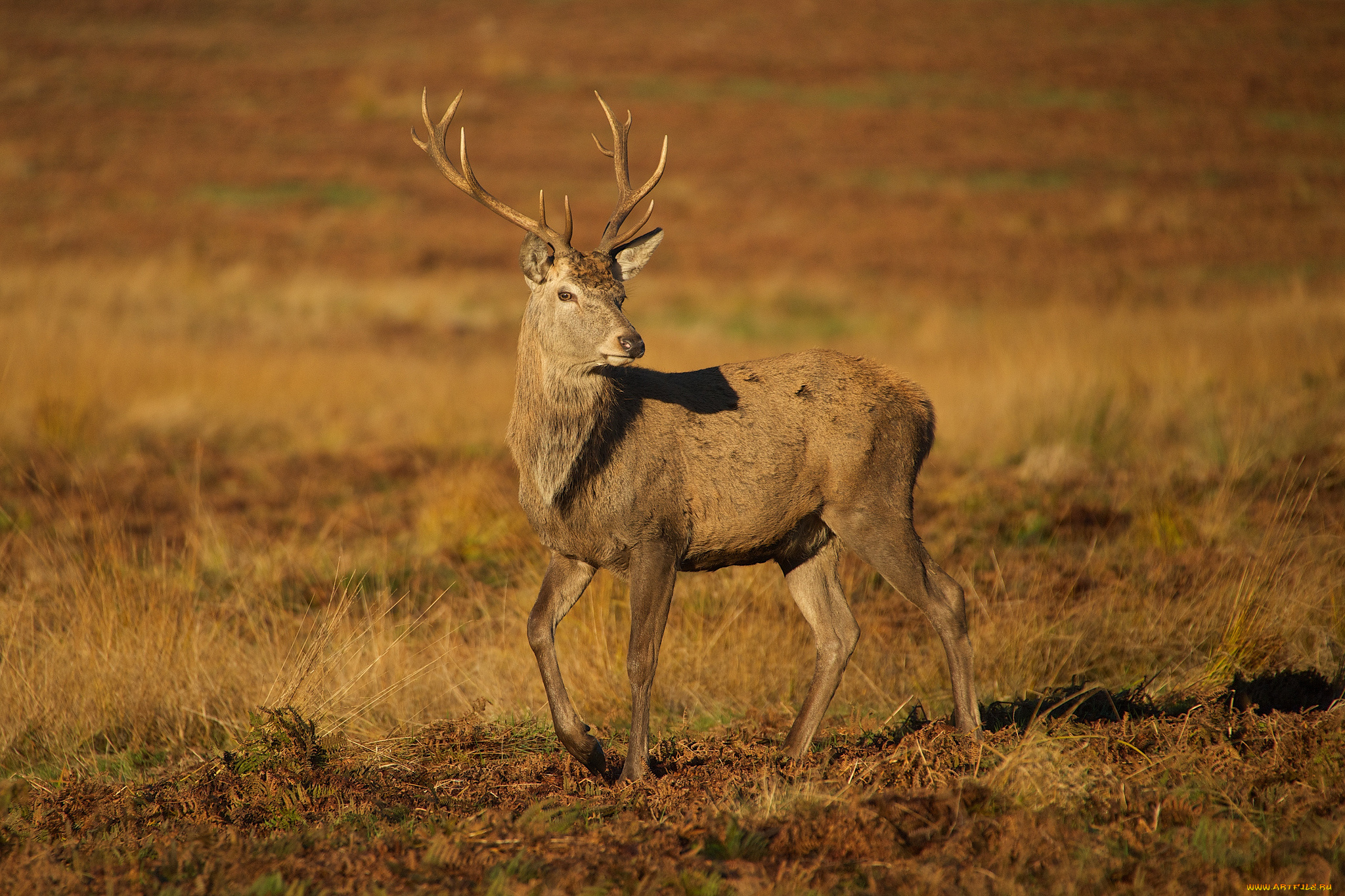 животные, олени, степь, трава, олень, рога