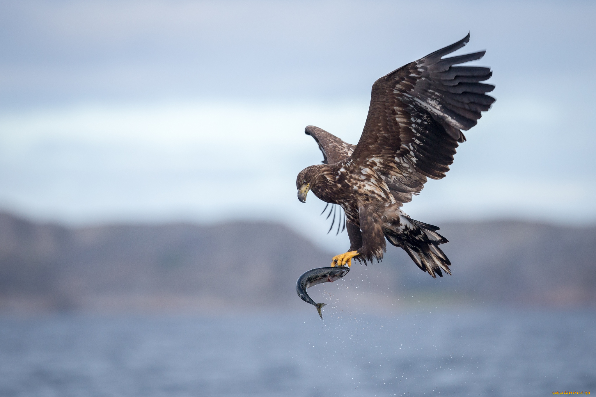 животные, птицы, хищники, добыча, полет