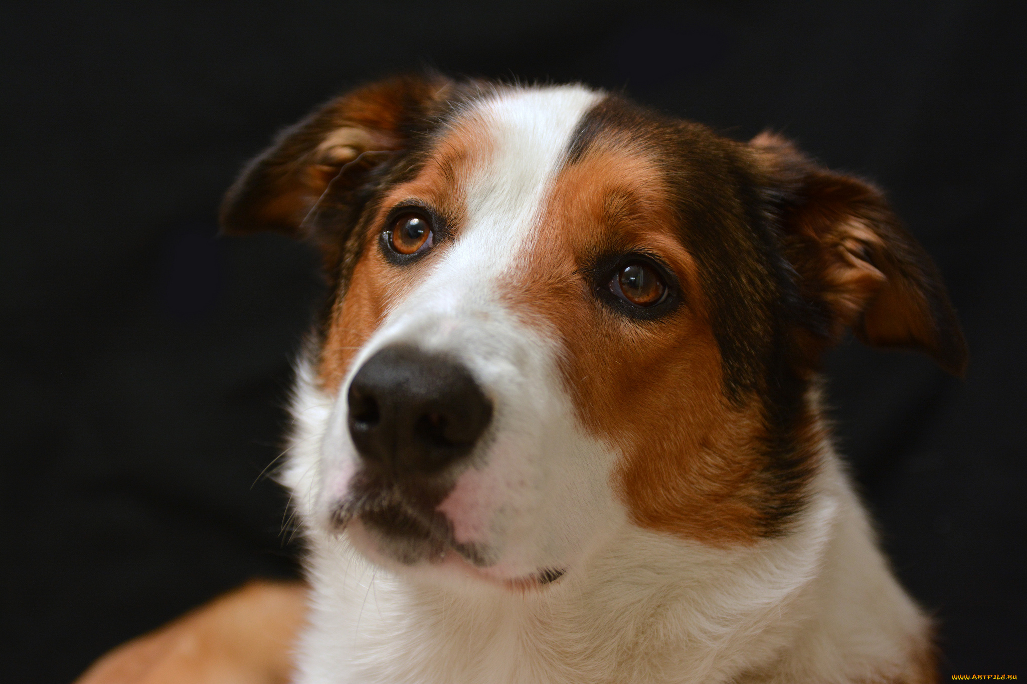 животные, собаки, взгляд, собака