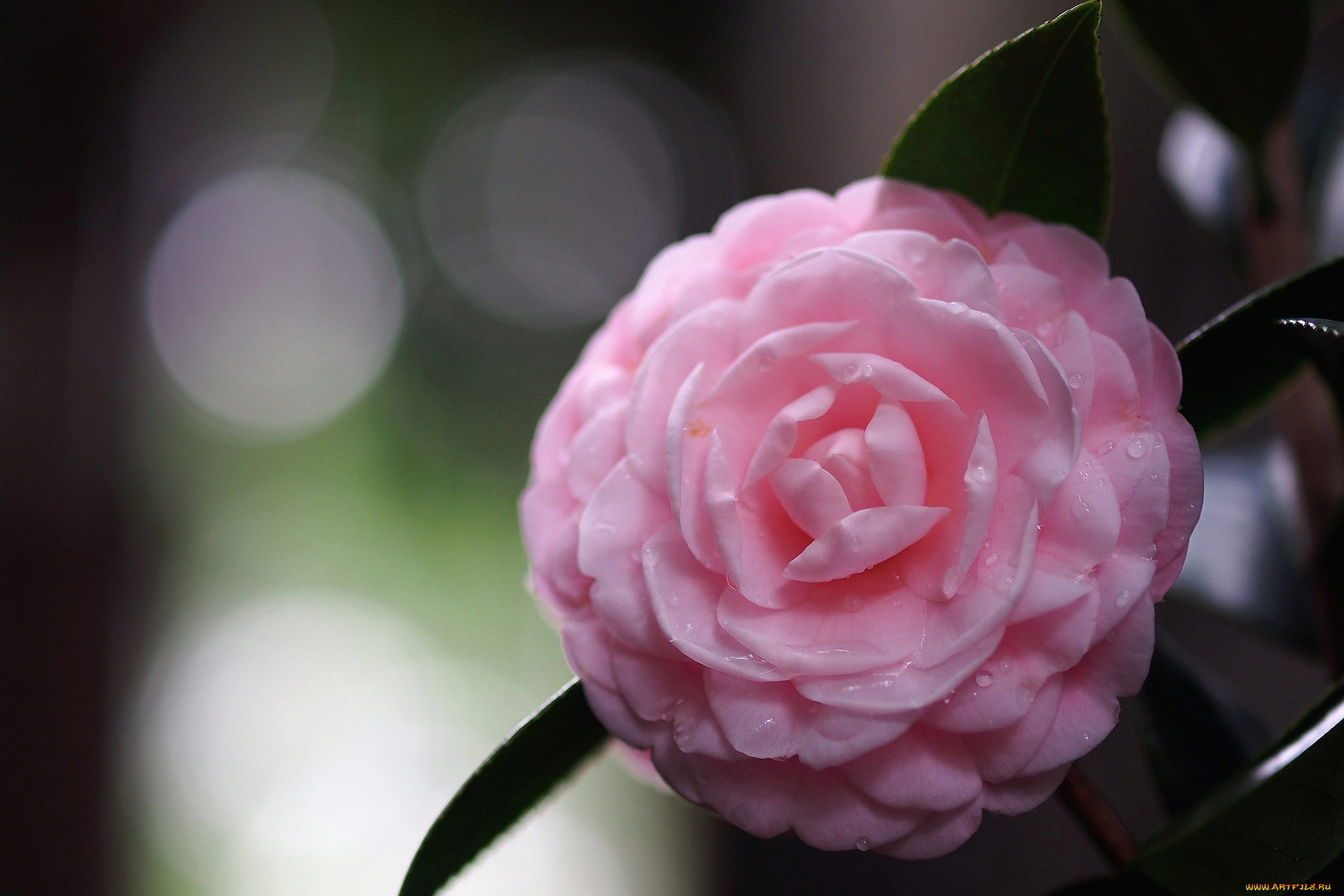 цветы, камелии, розовый