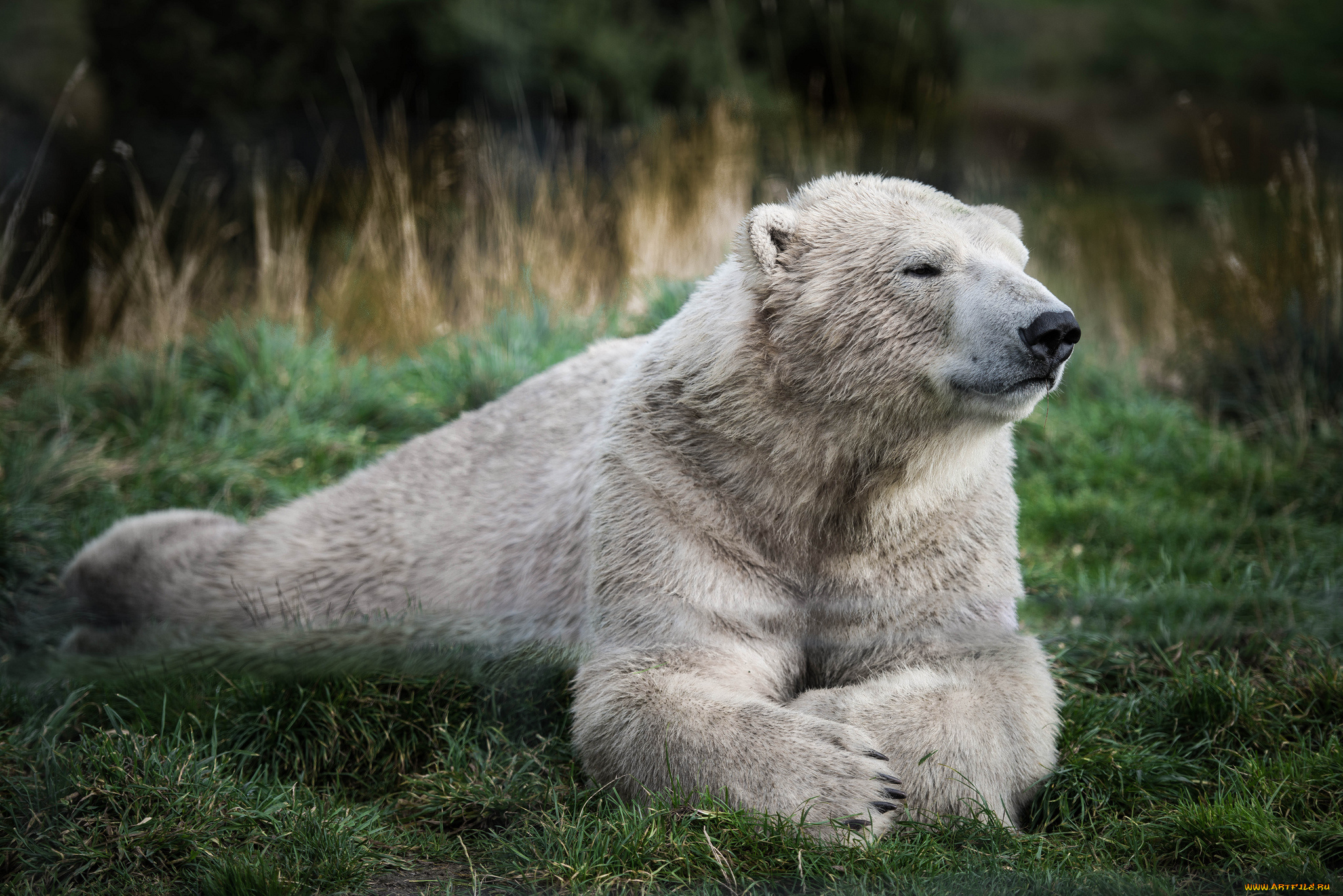 животные, медведи, трава, белый, медведь, отдых
