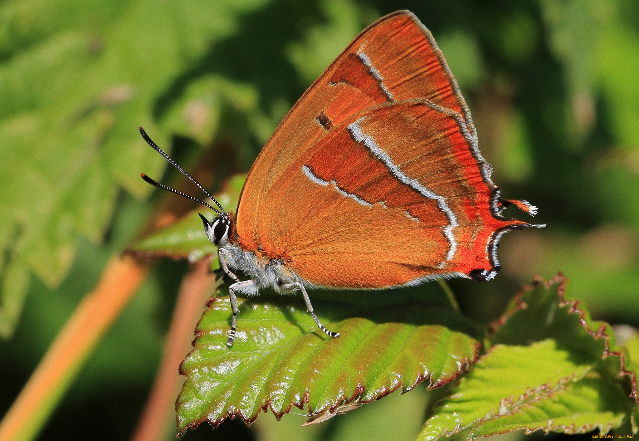 животные, бабочки, цветок, бабочка