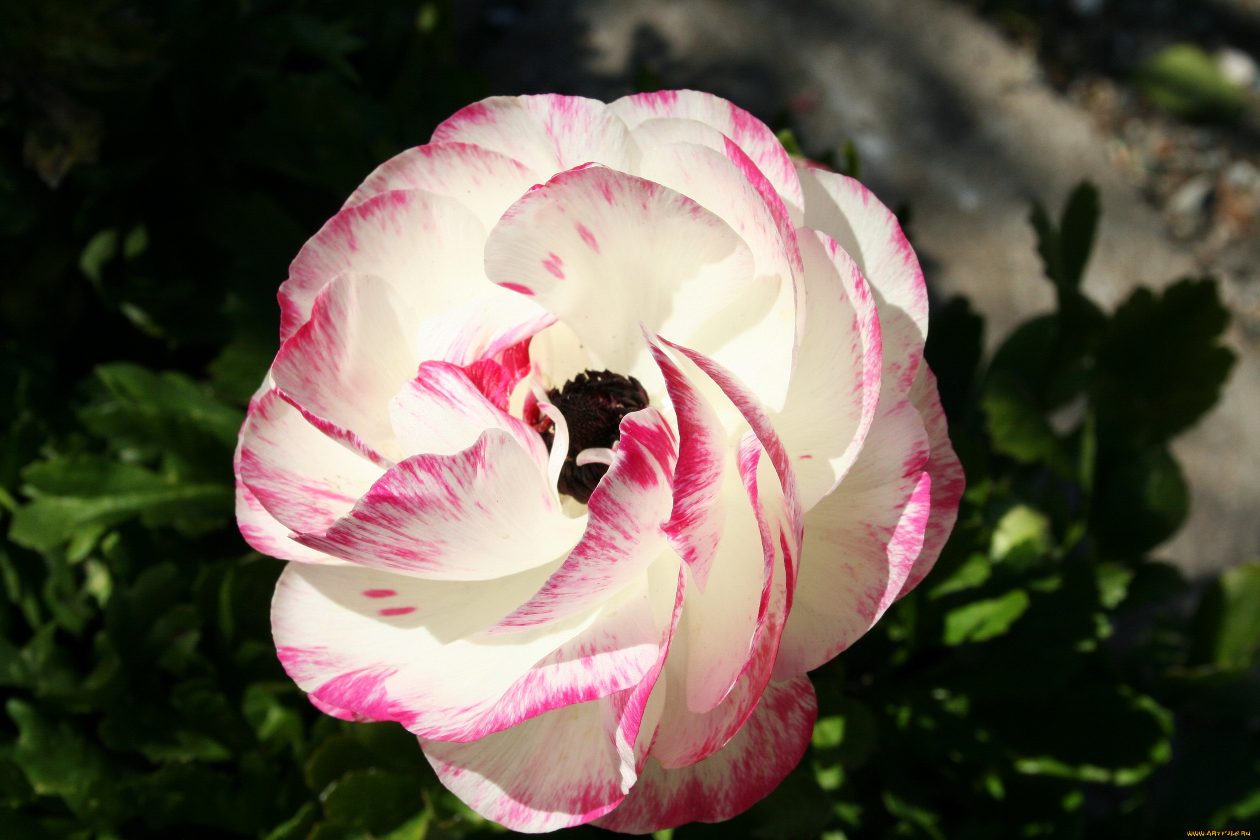 цветы, анемоны, адонисы, камелия