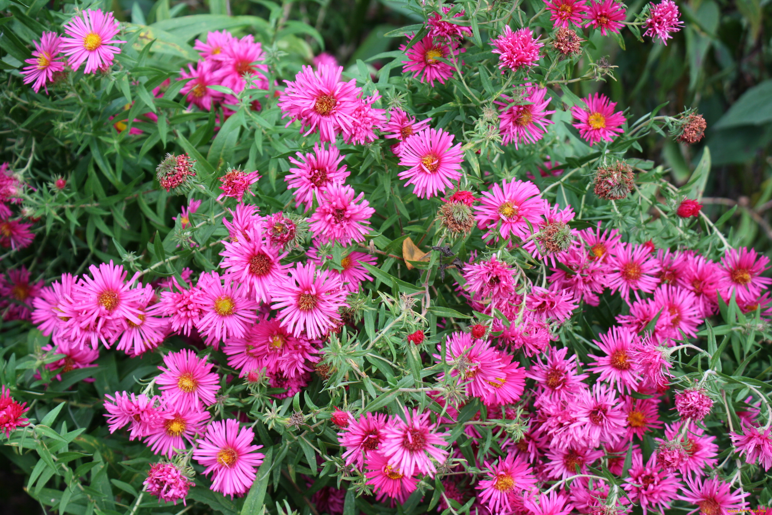 цветы, астры, сад